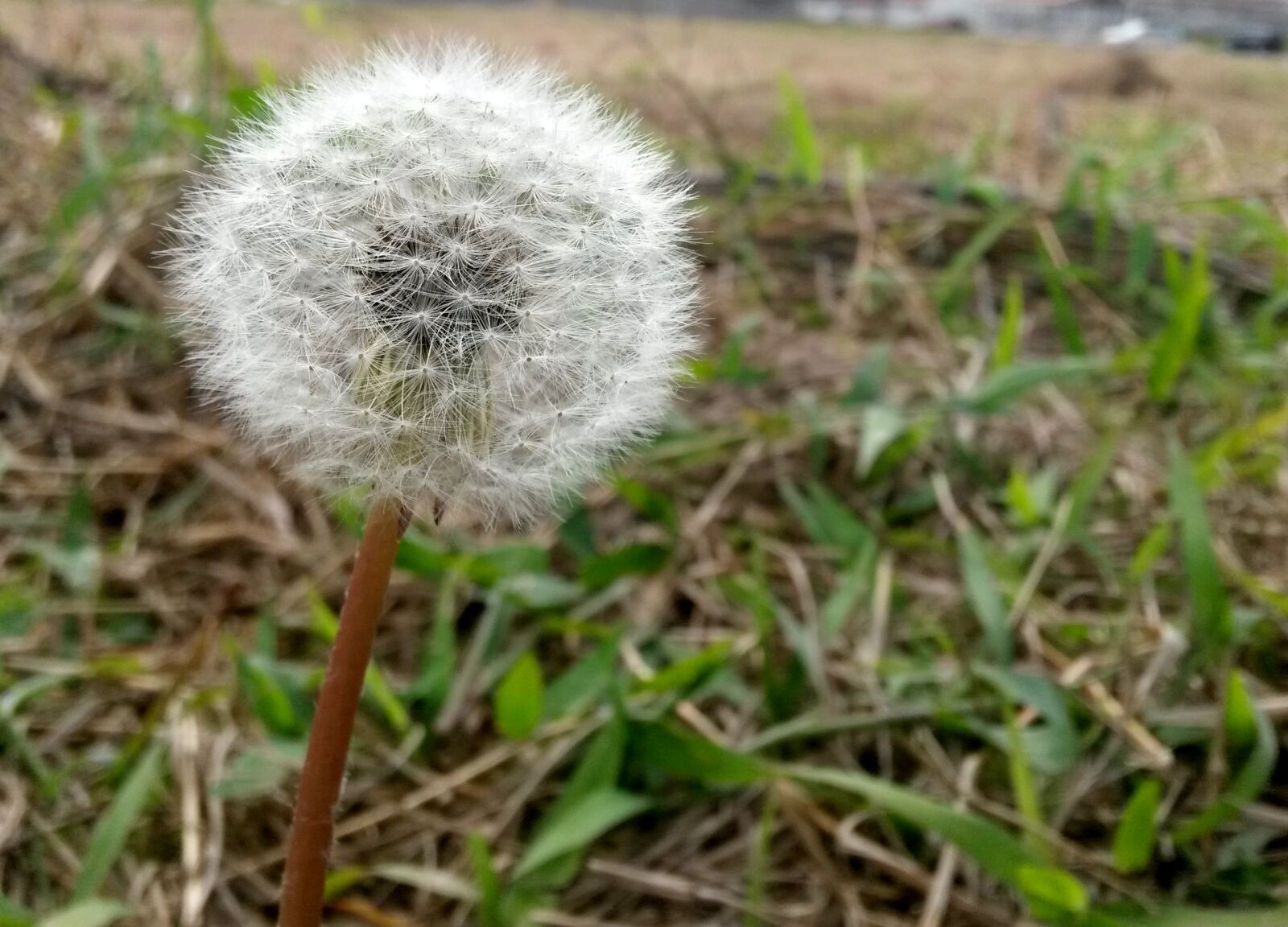 Samsung Galaxy S4 Mini sample photo. Dandelion, flower, flower of photography