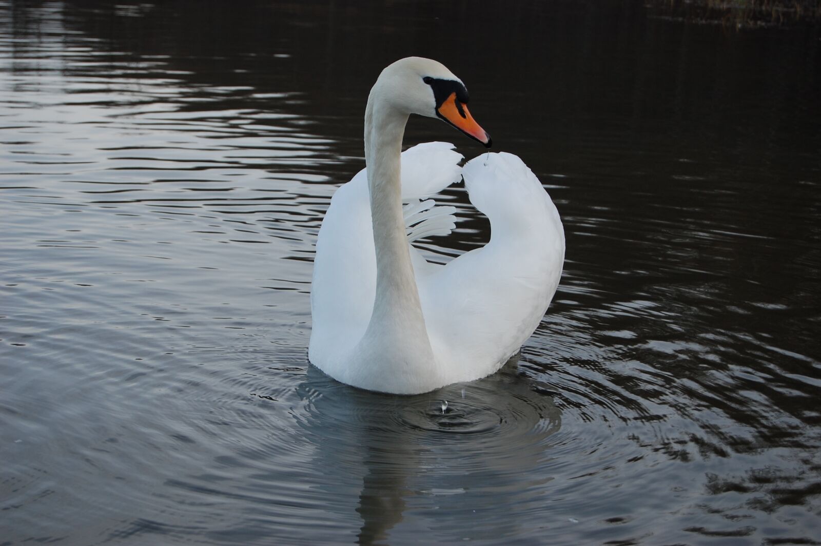 Nikon D40 sample photo. Swan, bird, white photography