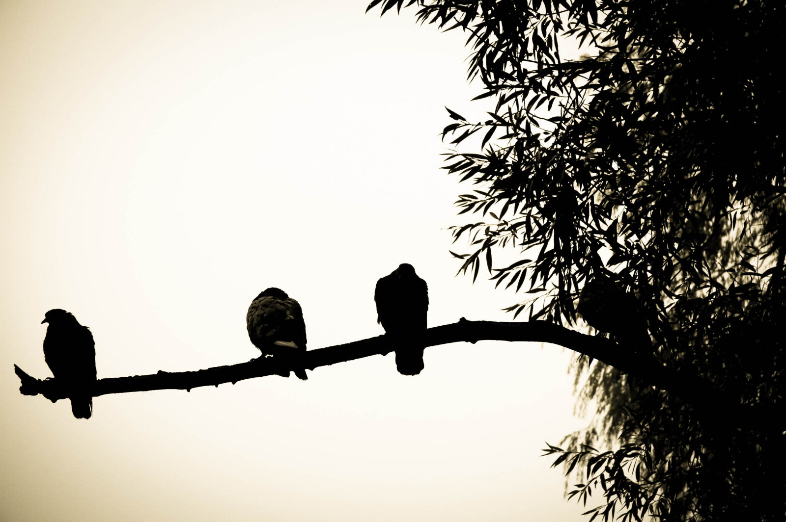Nikon D70s sample photo. Birds, nature, neighbours, pigeons photography