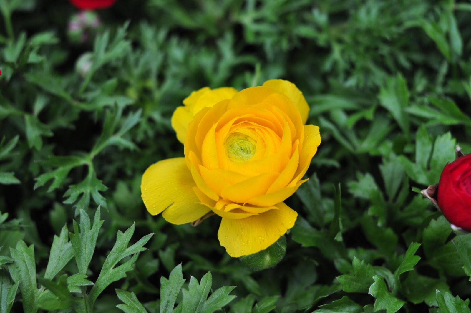 Nikon D90 sample photo. Flowers, spring, nature photography