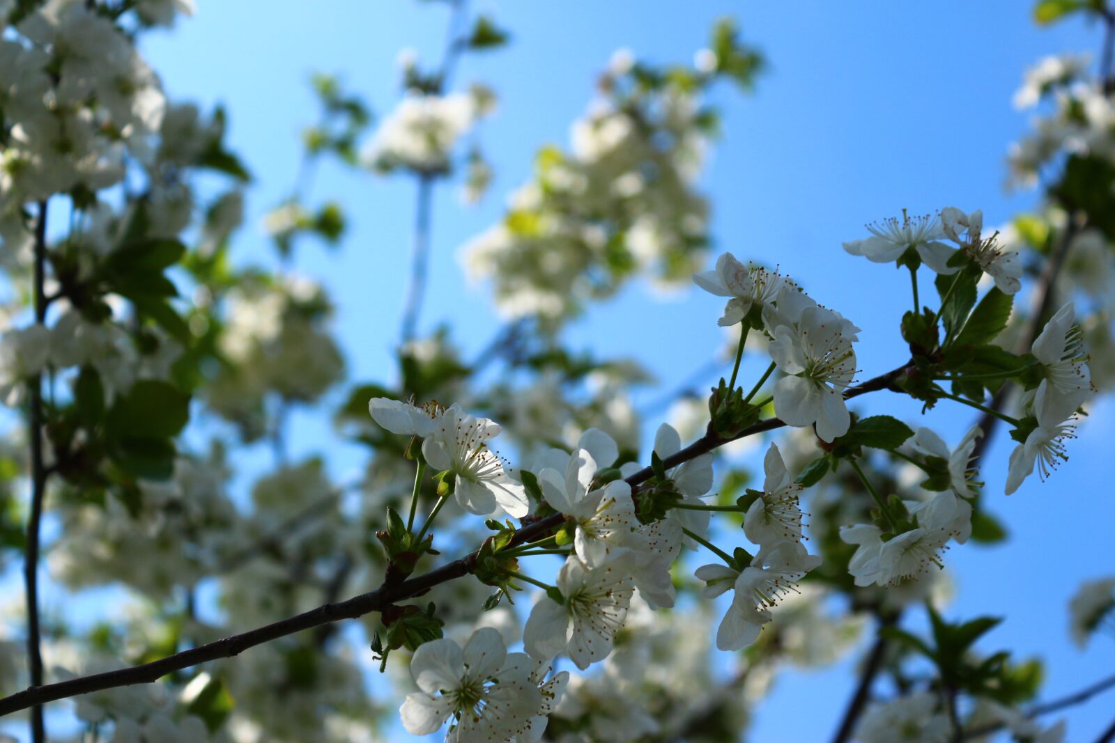 Canon EOS 650D (EOS Rebel T4i / EOS Kiss X6i) sample photo. Flowers, bloom, spring photography