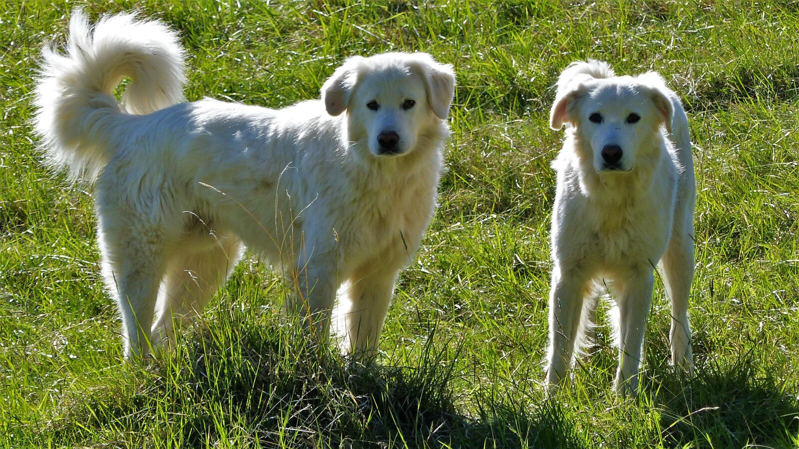 Panasonic Lumix DMC-FZ200 sample photo. Animals, dogs, patou des photography