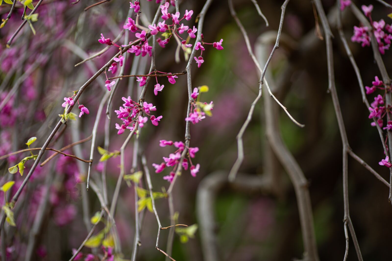 Canon EF 135mm F2L USM sample photo. Flower, tree, pink photography