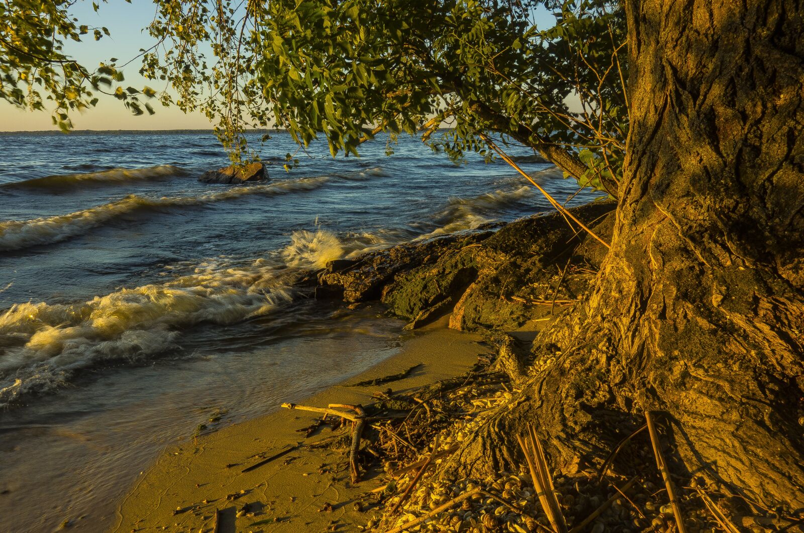 Sony Cyber-shot DSC-RX100 sample photo. Nature, water, tree photography