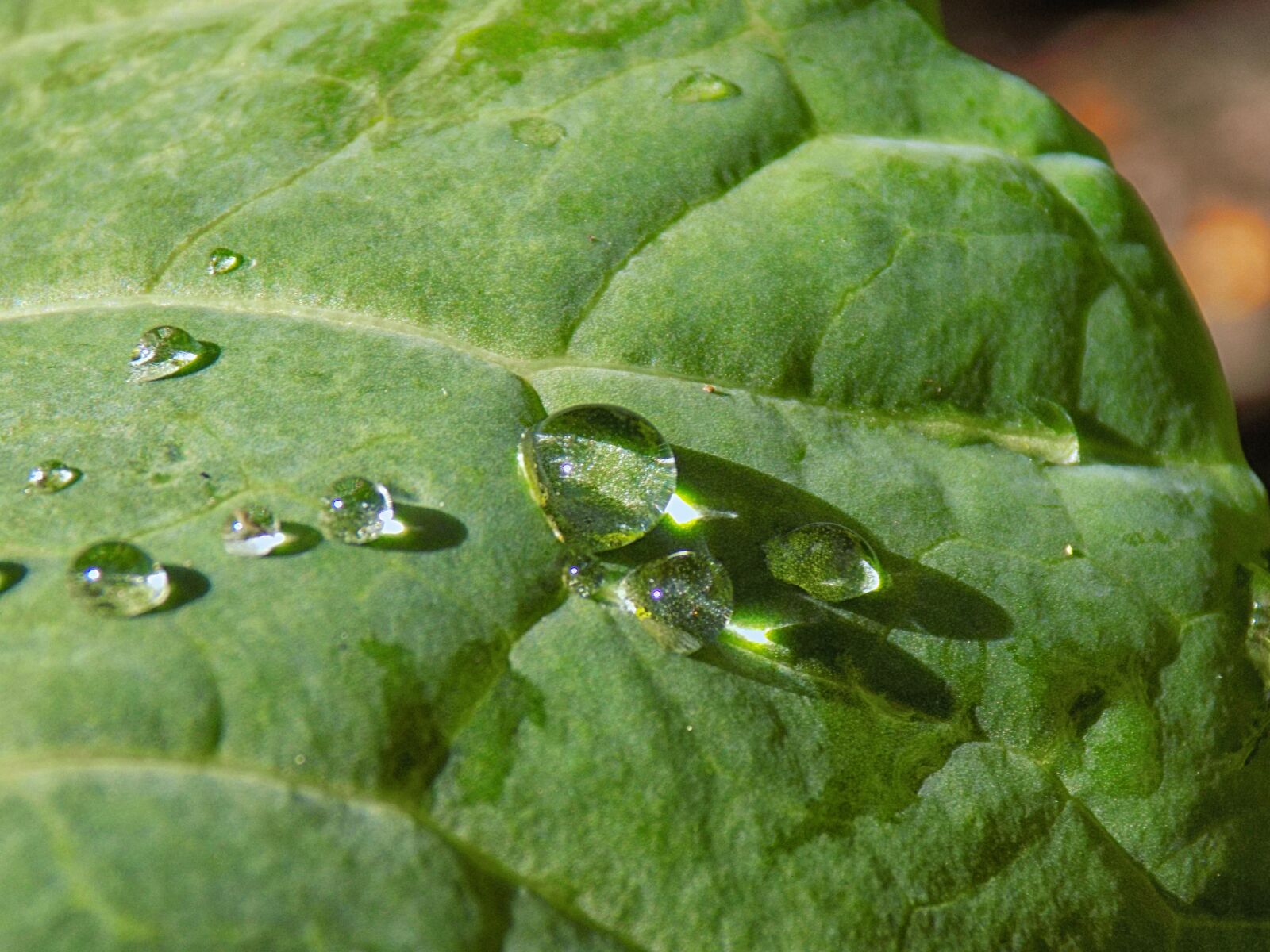 Nikon COOLPIX L330 sample photo. Drop, leaf, green photography