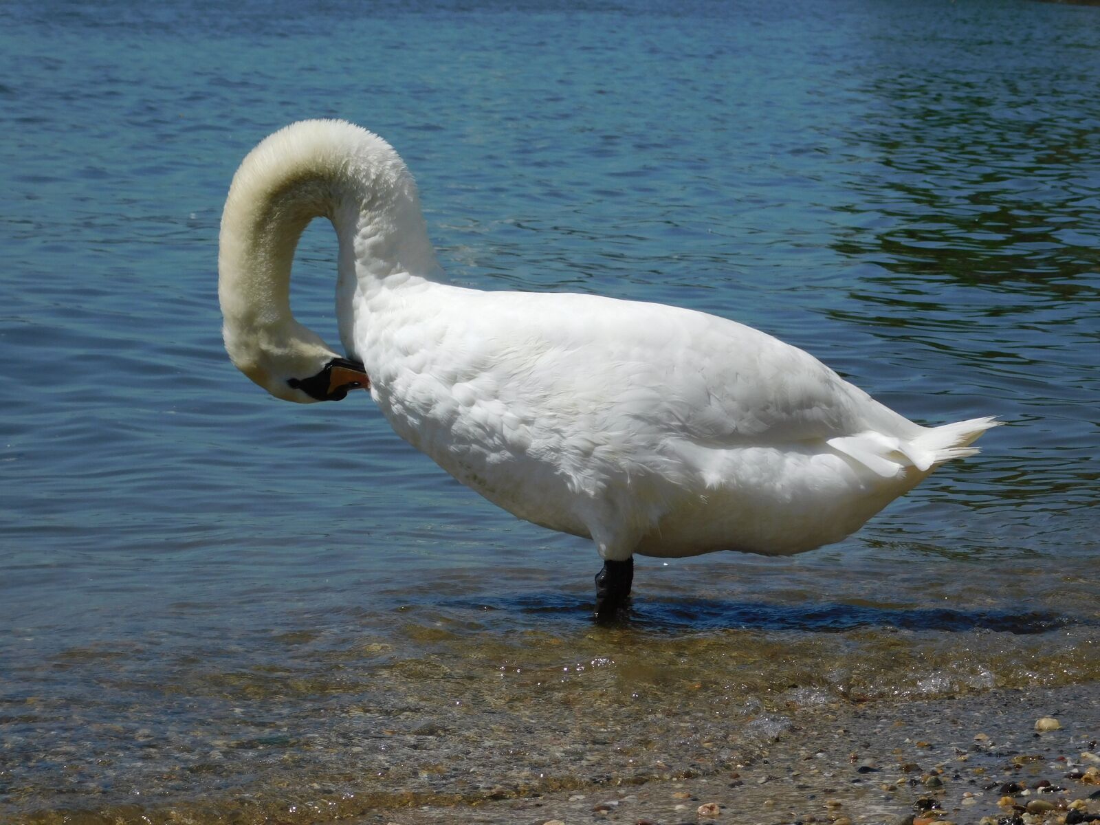Nikon Coolpix B500 sample photo. Swan, rhine, wiesbaden photography