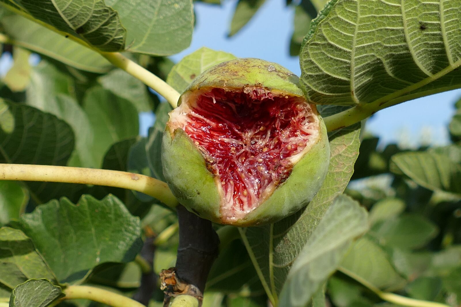 Panasonic Lumix DMC-FZ1000 sample photo. Fig, ficus carica, fruit photography