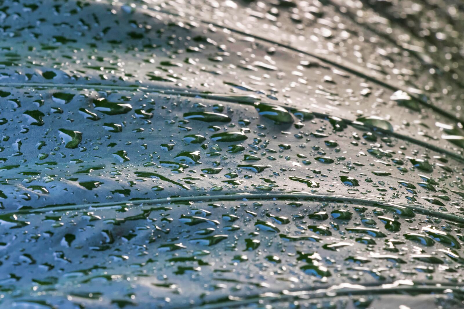Canon EOS 7D Mark II sample photo. Dew, drops, droplets photography