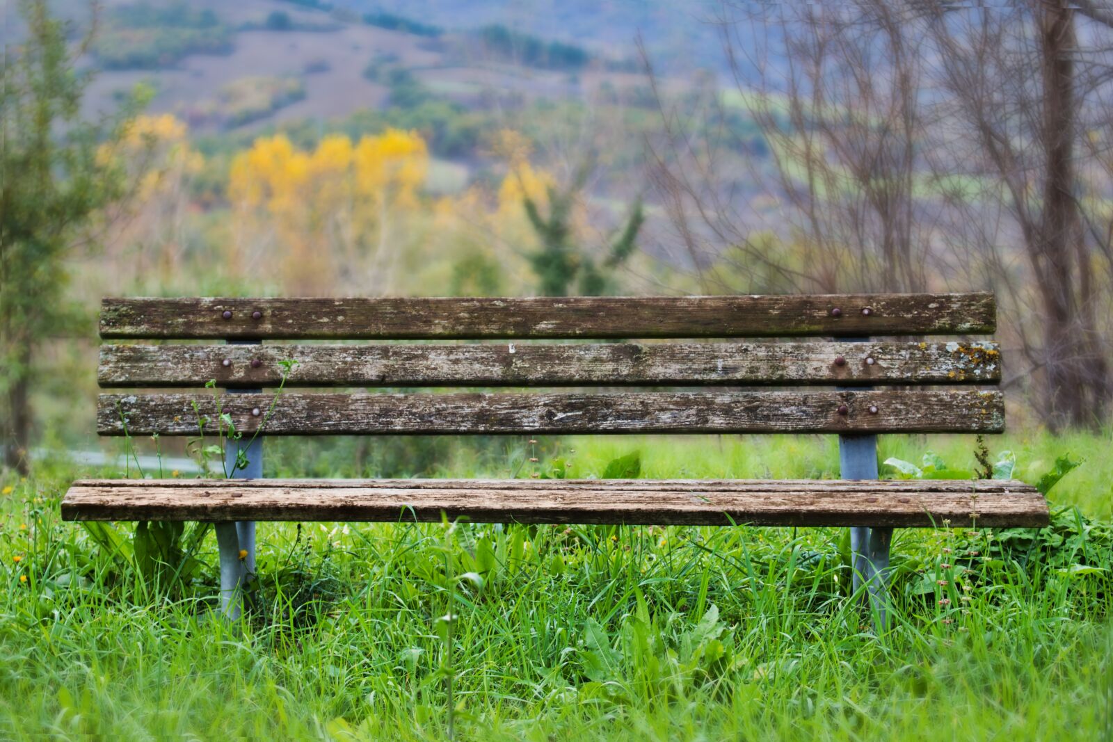 Canon EOS 1300D (EOS Rebel T6 / EOS Kiss X80) sample photo. Bench, wood, nature photography