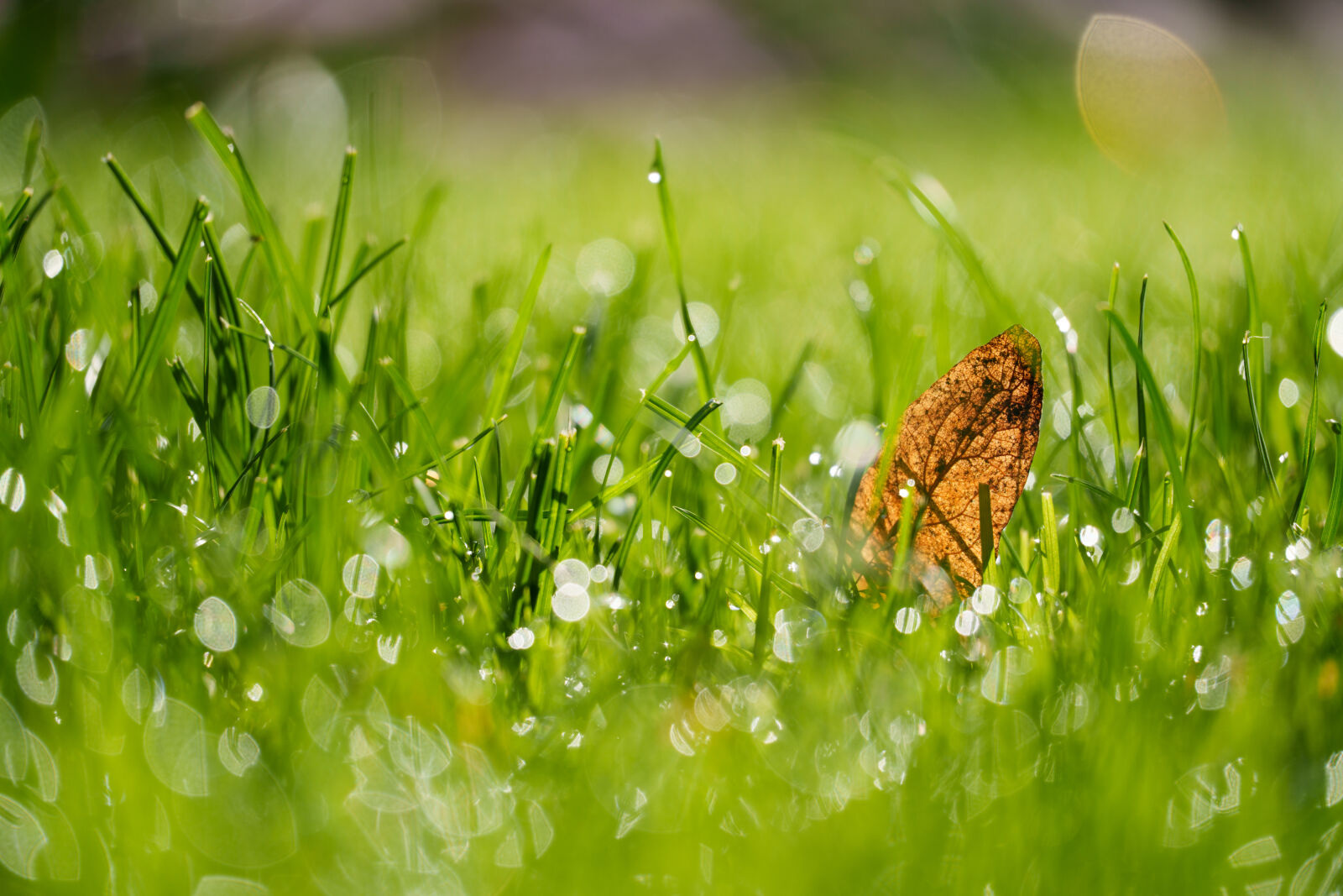 Tamron 50-300mm F4.5-6.3 Di III VC VXD sample photo. Leaf on the grass photography