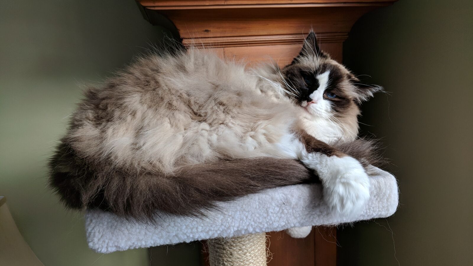 Google Pixel sample photo. Fur, cute, animal photography
