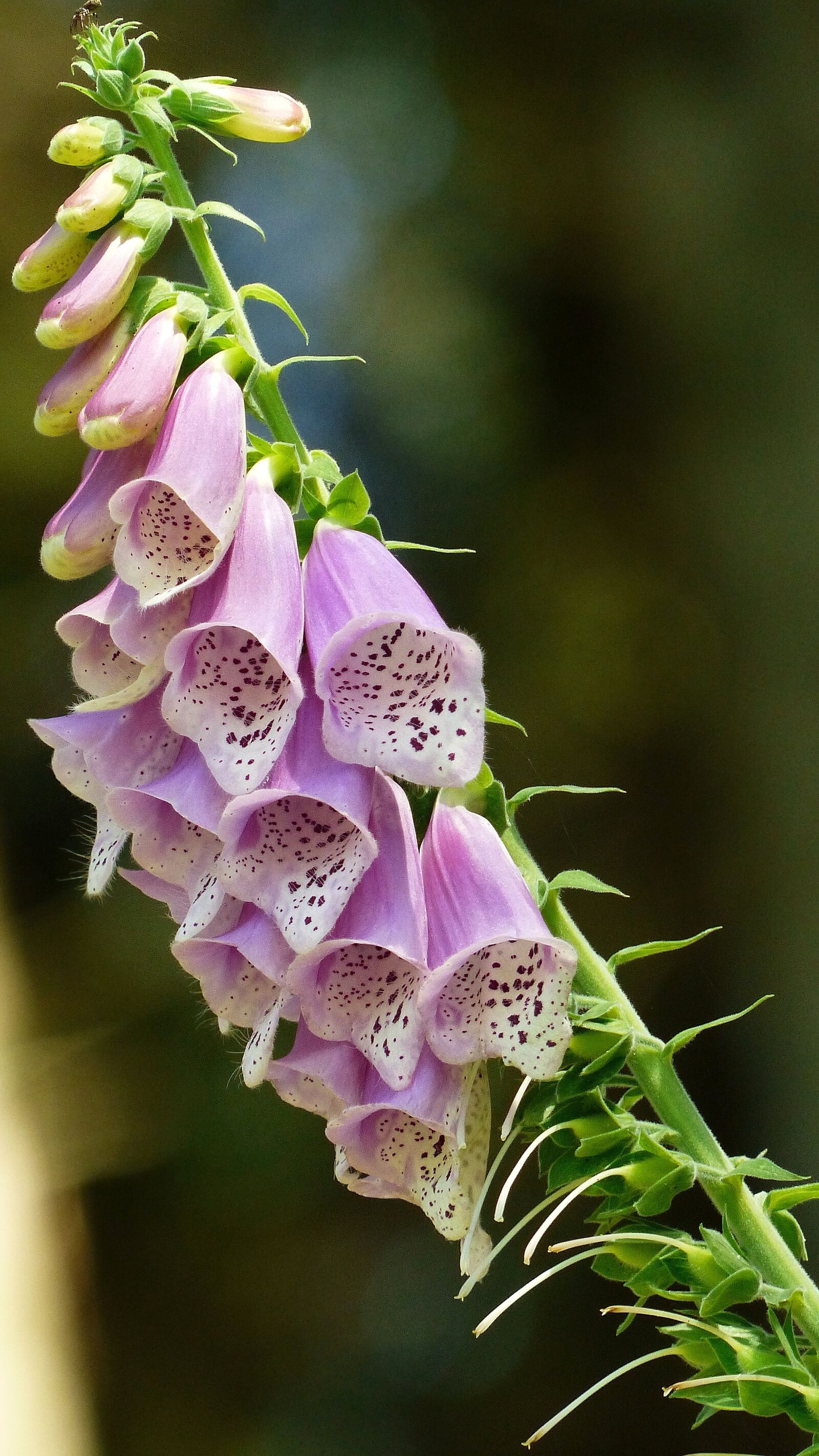 Panasonic Lumix DMC-FZ200 sample photo. Common foxglove, forest bells photography