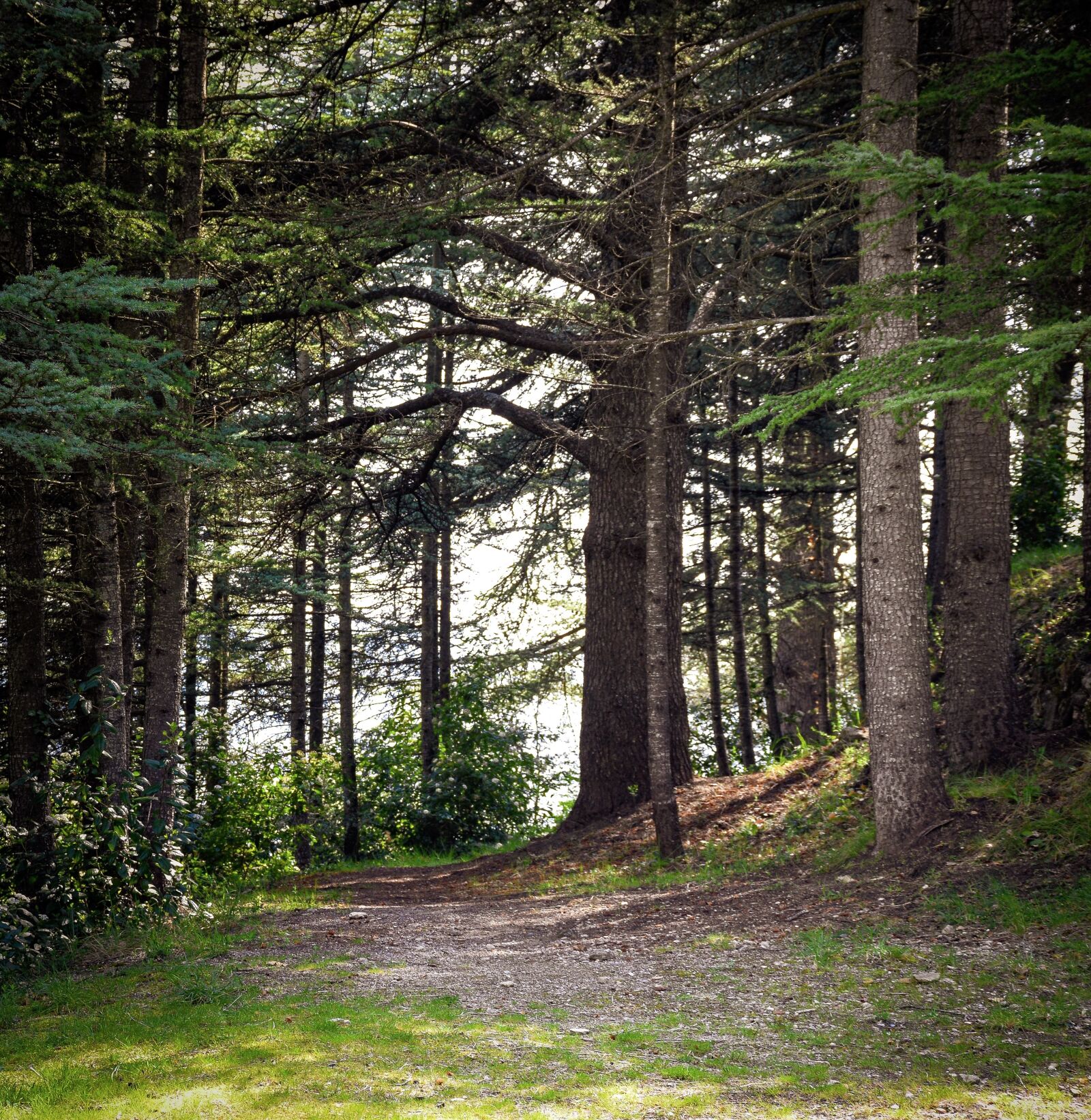 Nikon D5600 sample photo. Forest, woods, clearing photography