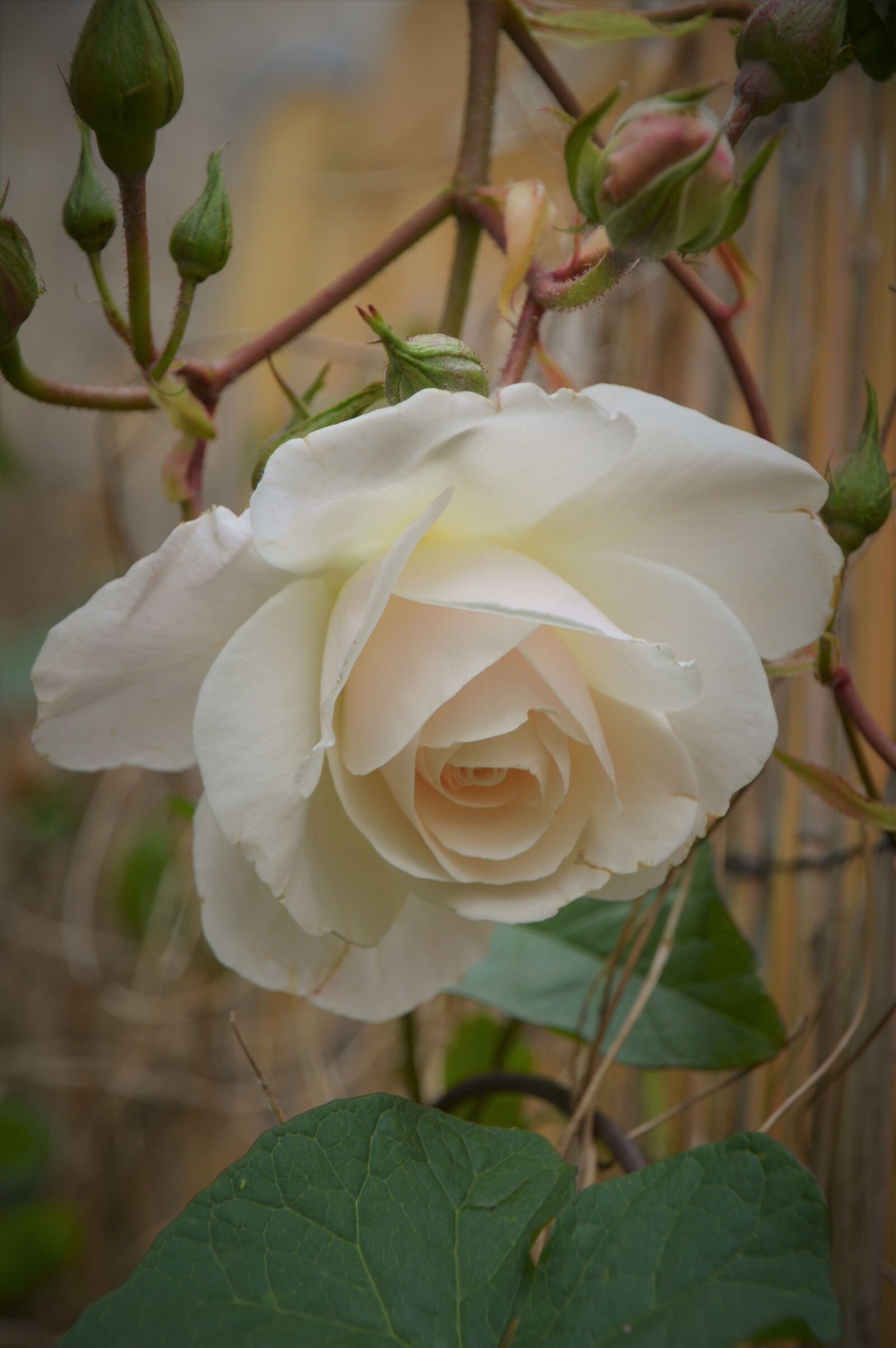 Nikon D3200 sample photo. Roses floribunda, flower, pink photography