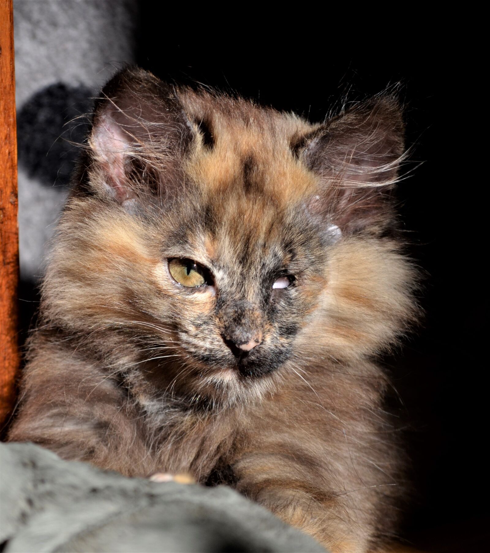 Nikon D5100 sample photo. Kkätzchenatze, animals, fluffy photography