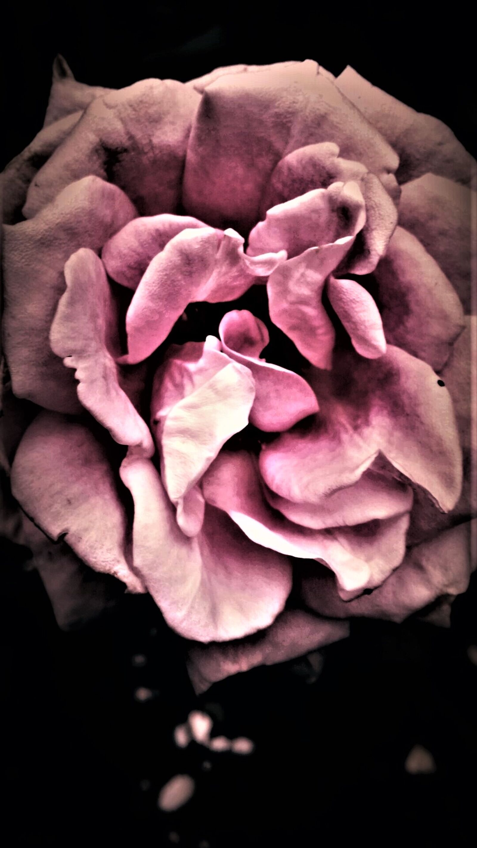 Samsung Galaxy S4 sample photo. Flower, garden, flowers, garden photography