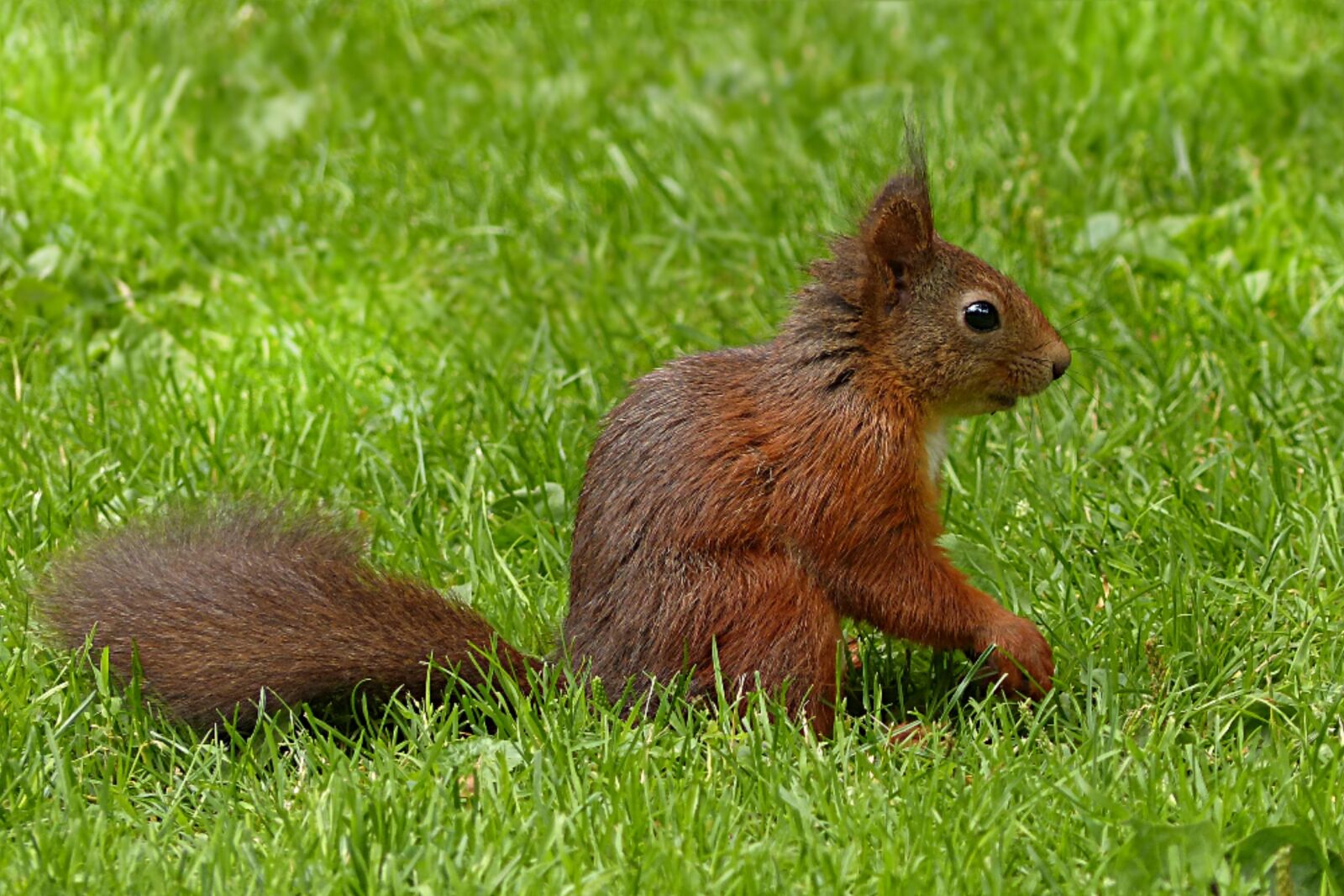 Panasonic Lumix DMC-FZ200 sample photo. Squirrel, sciurus major, mammal photography