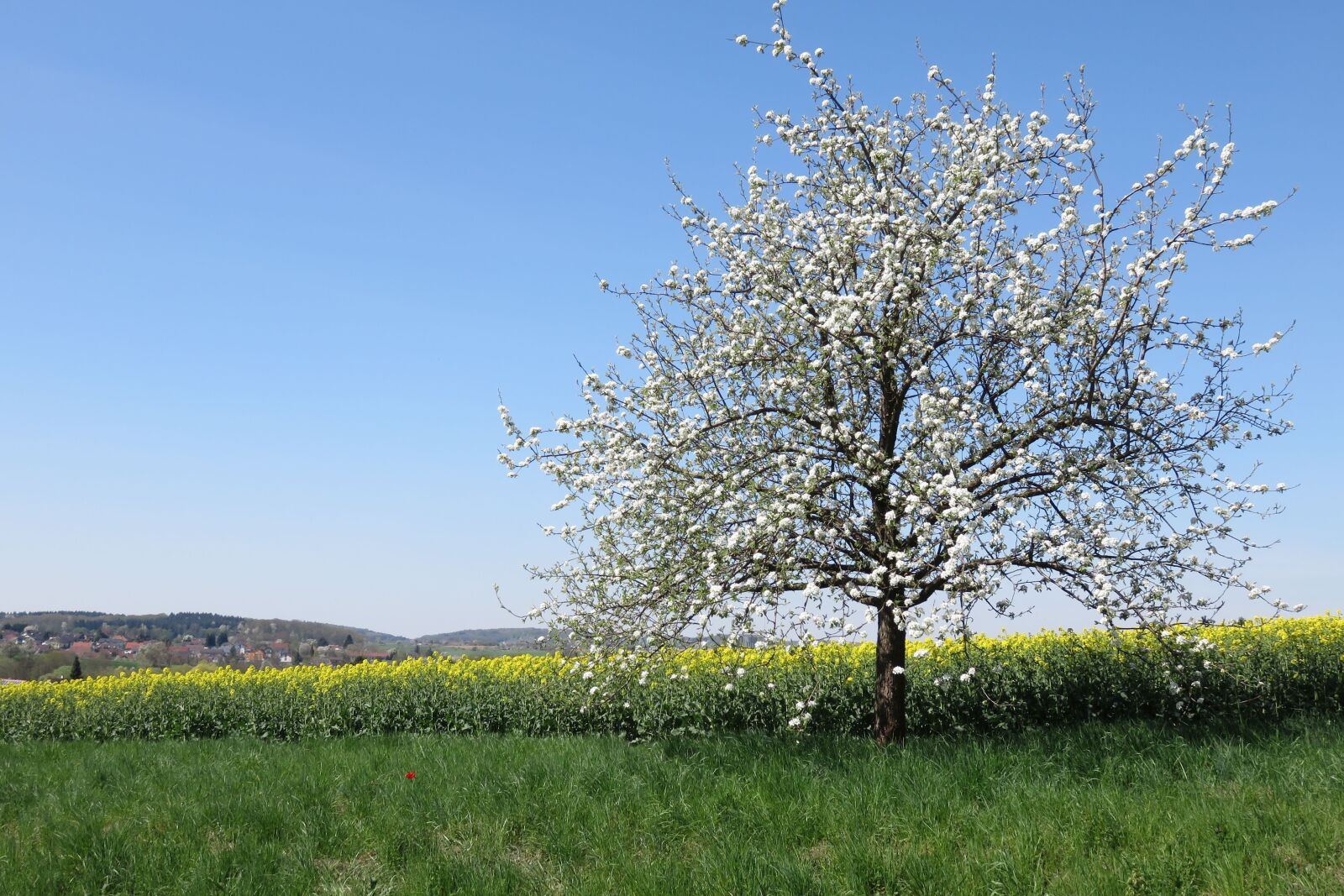 Canon PowerShot SX700 HS sample photo. Tree, landscape, spring photography