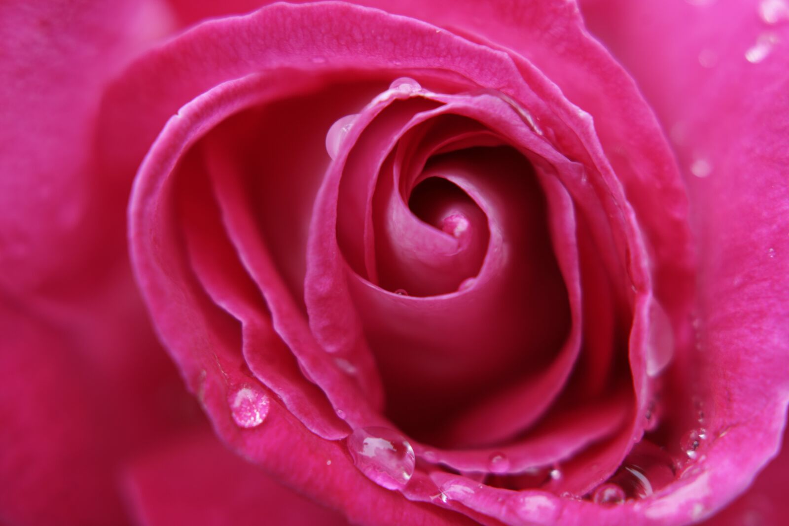 Sony Alpha DSLR-A850 sample photo. Pink, rose, macro photography