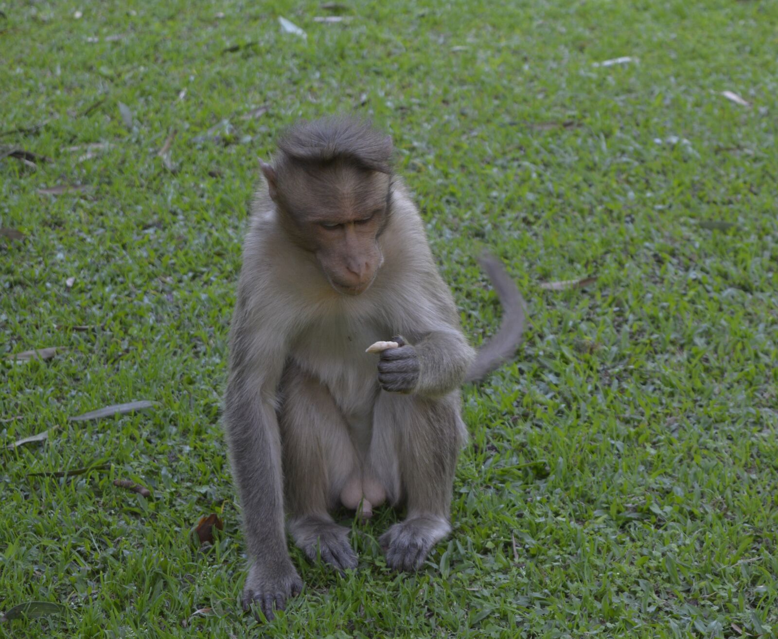 Nikon D5200 sample photo. Monkey, nature, grass photography