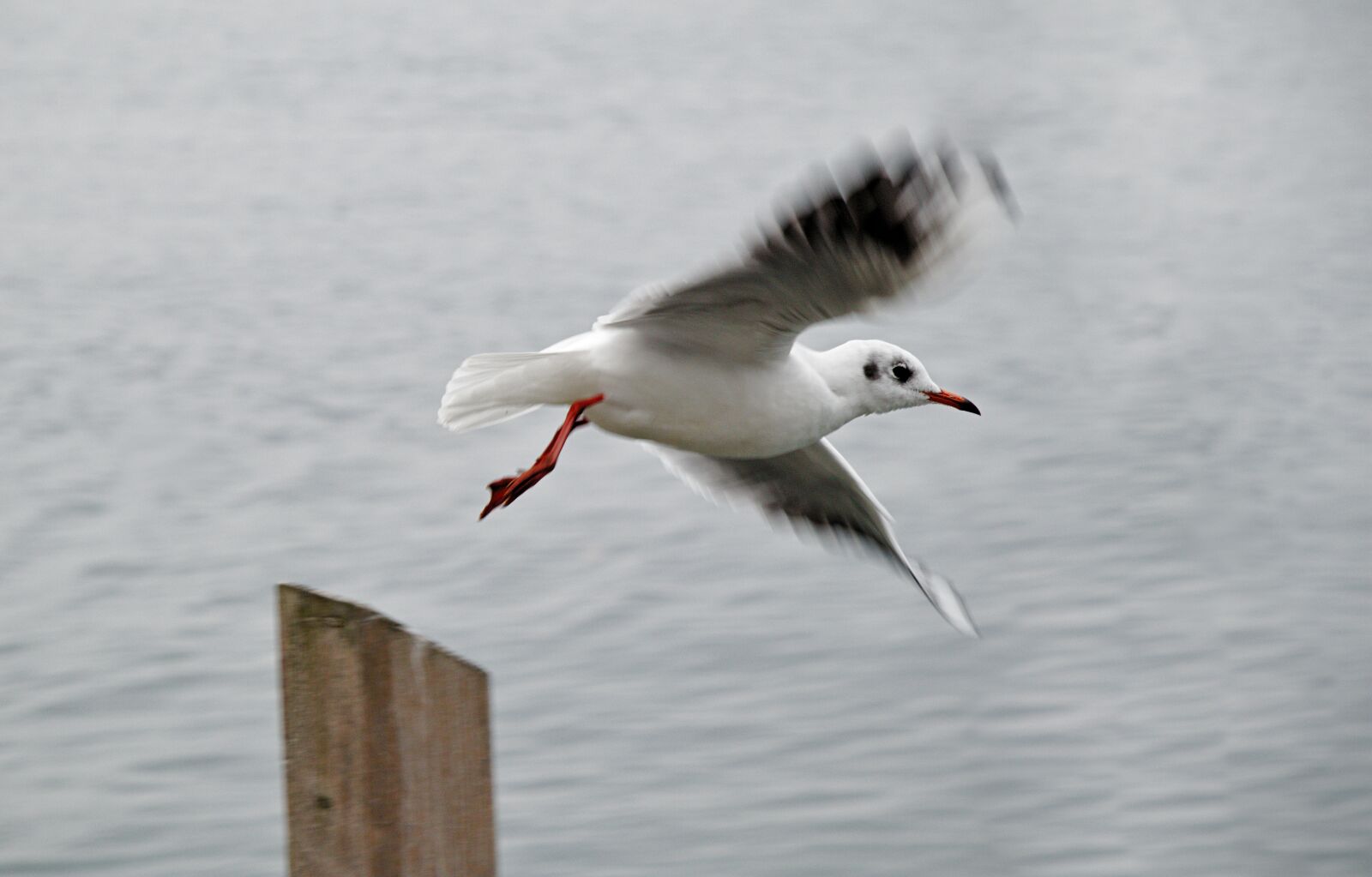 Canon EOS M5 sample photo. Seagull, flight, dynamics photography