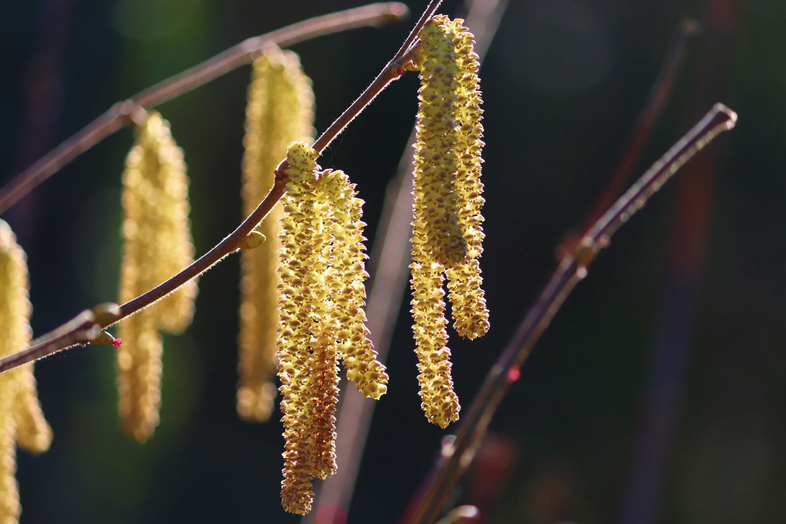 Canon EOS 200D (EOS Rebel SL2 / EOS Kiss X9) sample photo. Blossom kitten, yellow, hazelnut photography