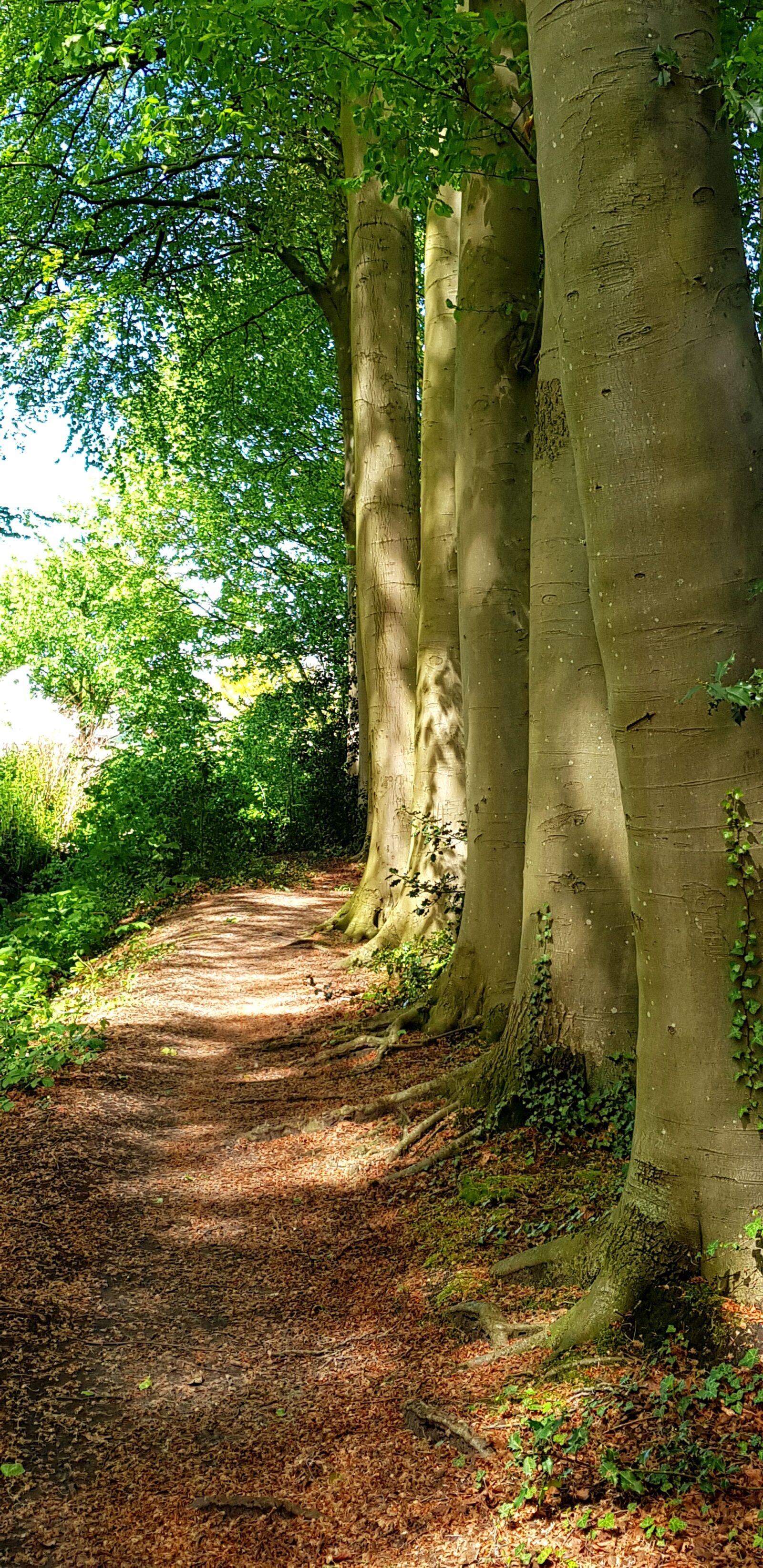 Samsung Galaxy S8+ sample photo. Trees, paths, april photography