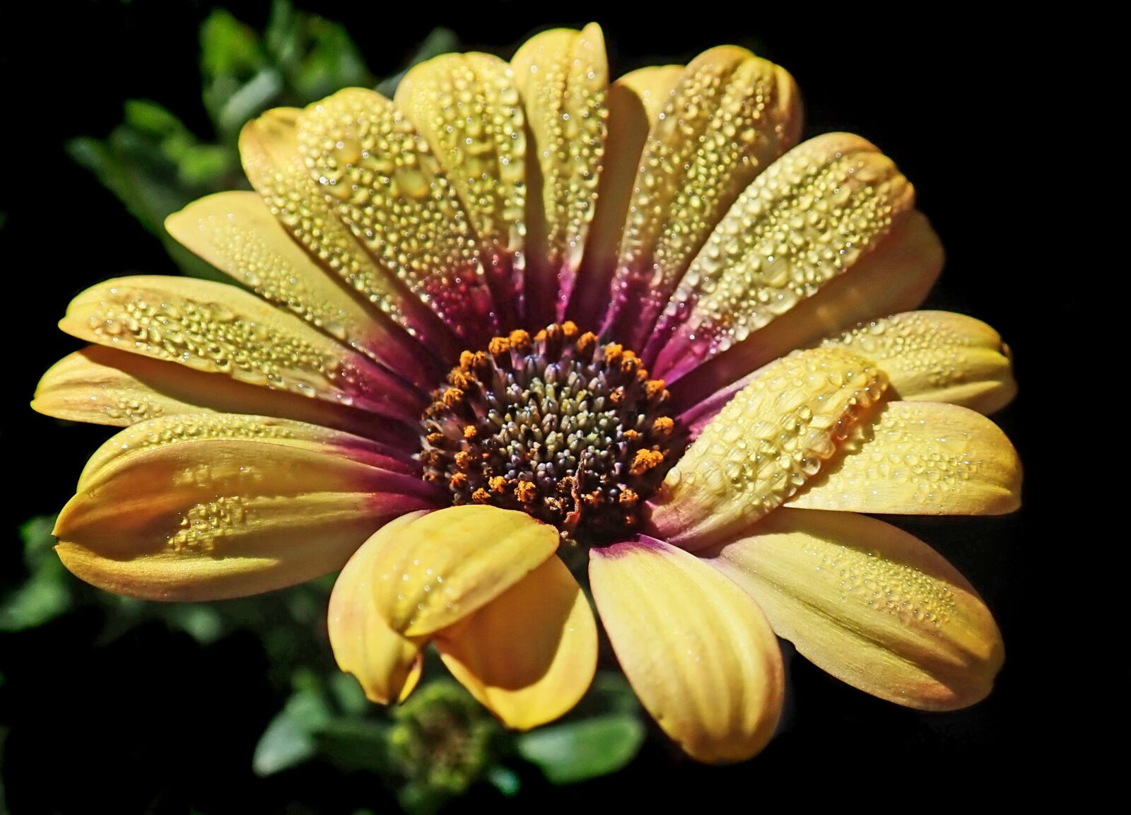 Olympus TG-5 sample photo. Flower, yellow, daisy photography