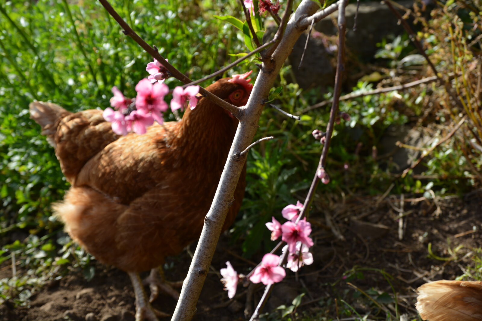 Nikon D5200 sample photo