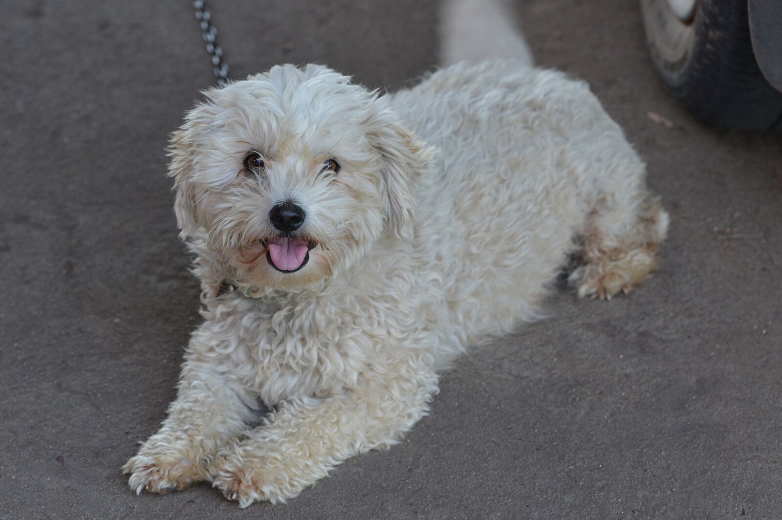 Nikon D3200 sample photo. Pet, cute, dog photography