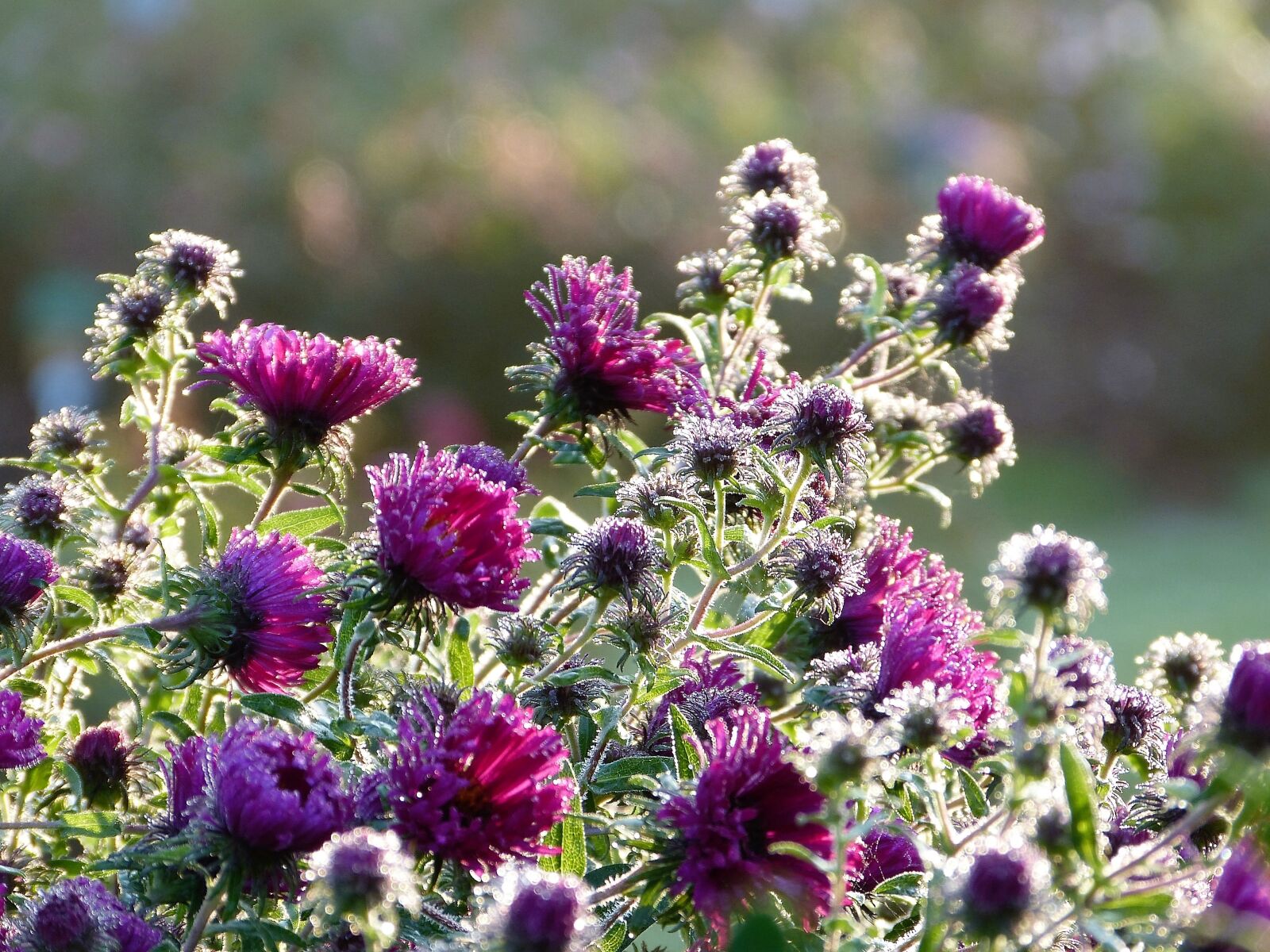 Panasonic Lumix DMC-FZ150 sample photo. Autumn, flowers, asters photography