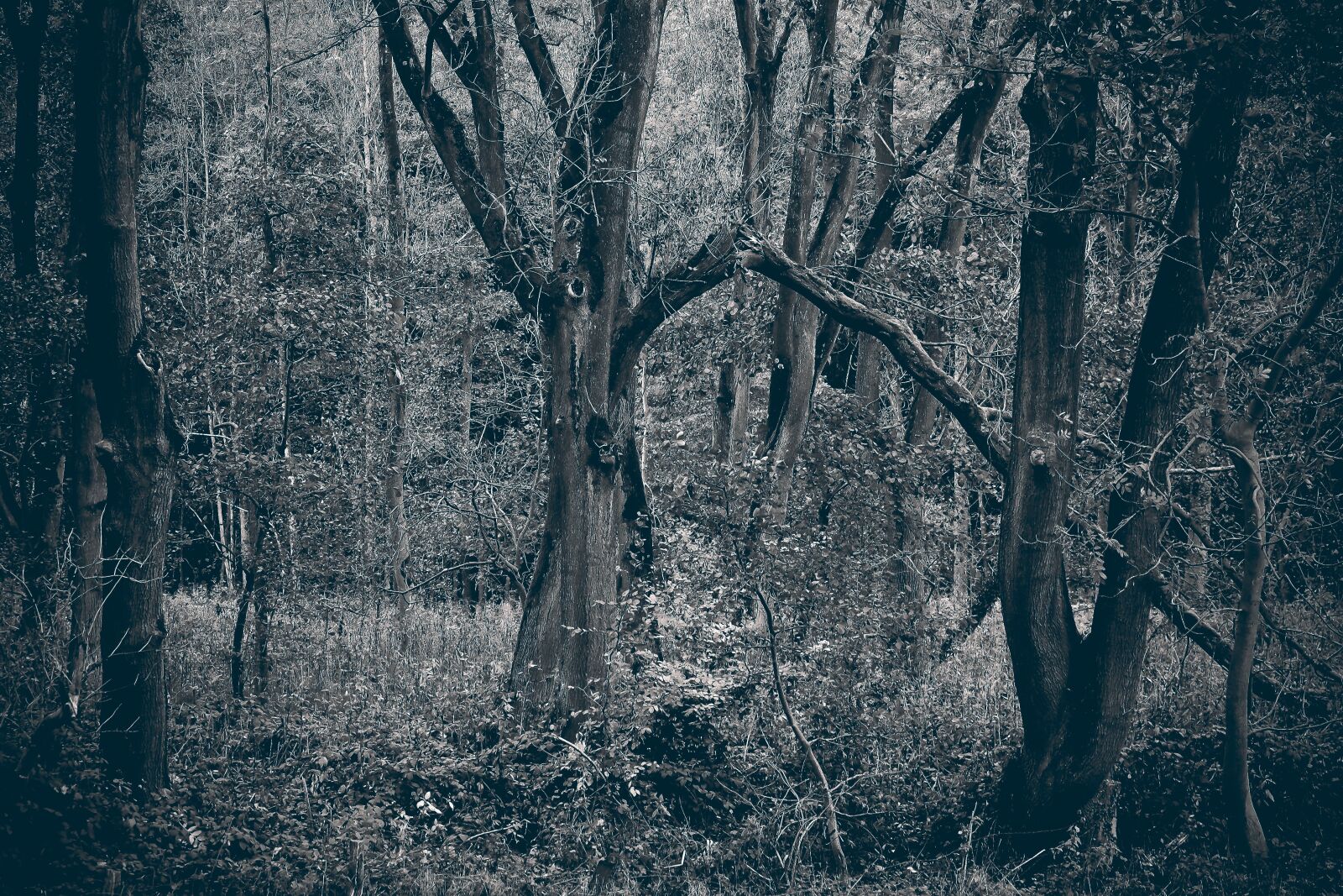 Olympus OM-D E-M10 sample photo. Forest, trees, nature photography