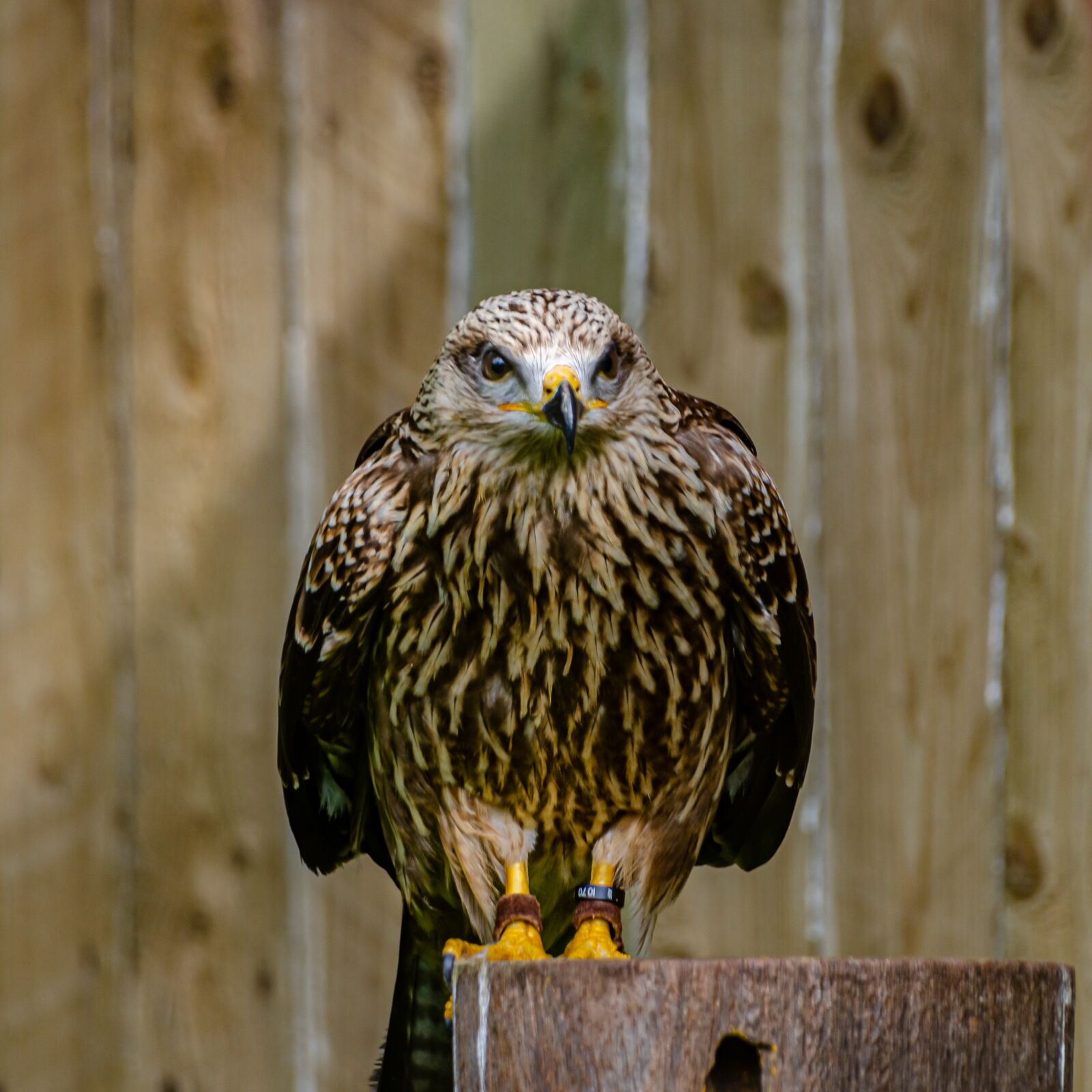 Nikon D7000 sample photo. Raptor, bird, perched photography