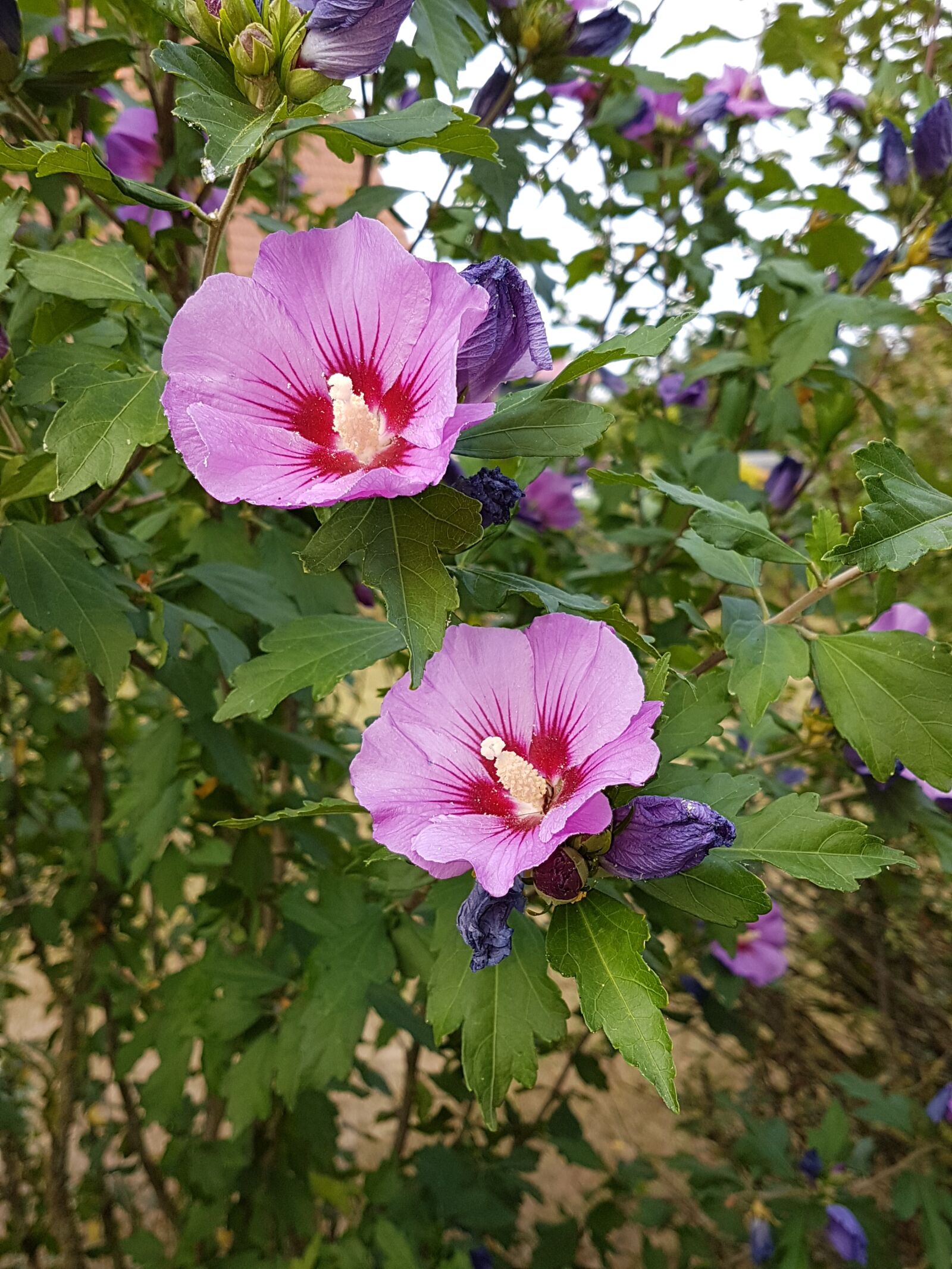 Samsung Galaxy S7 Edge sample photo. Blossom, bloom, spring photography