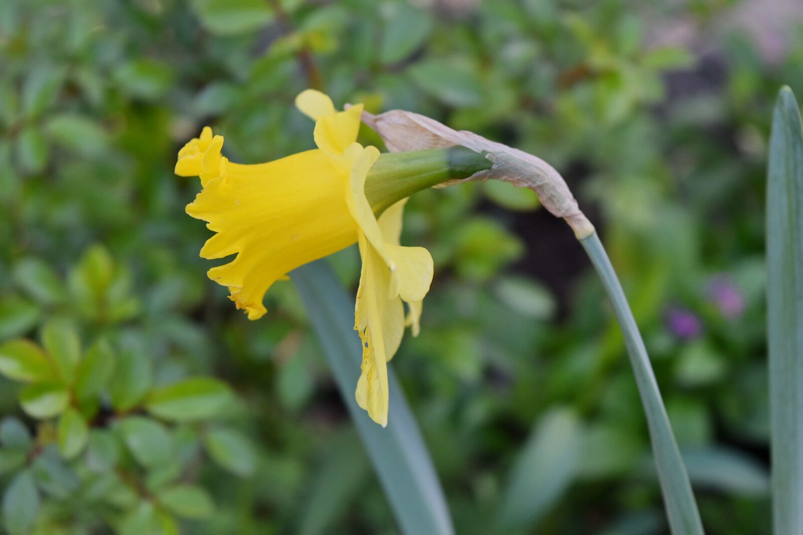 Nikon D5500 sample photo. Daffodil, spring, narcissus, garden photography