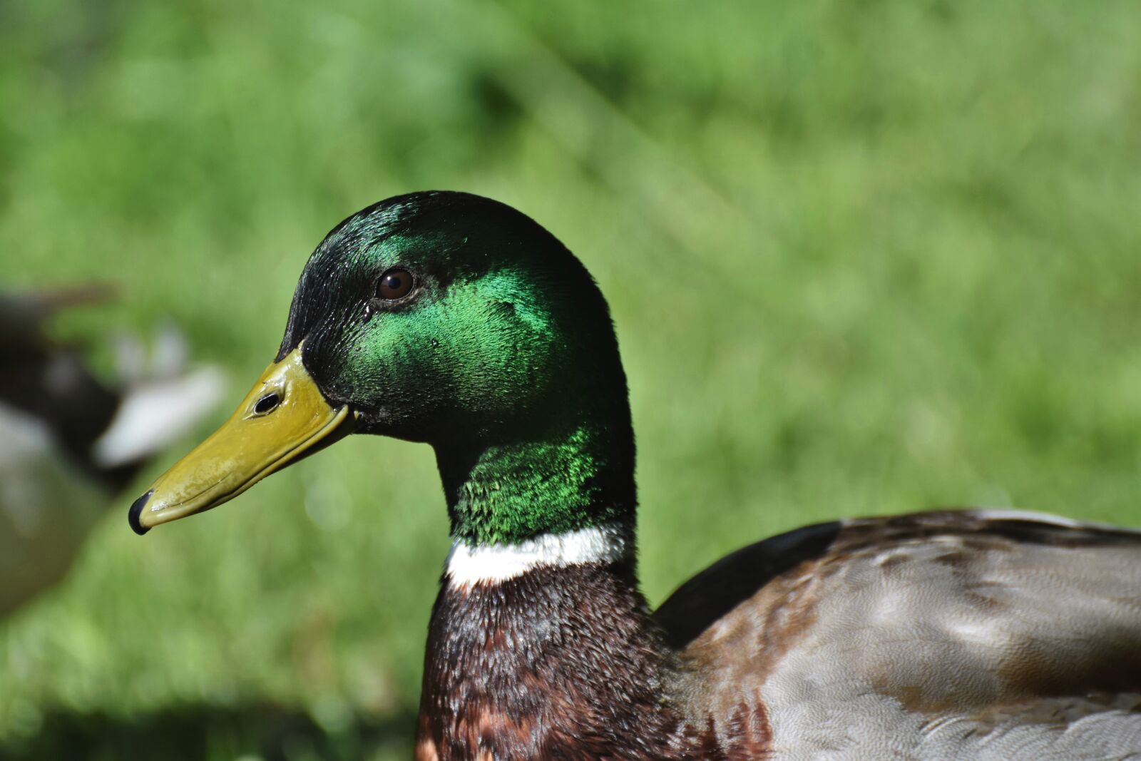 Nikon D7200 sample photo. Mallard, duck, water bird photography