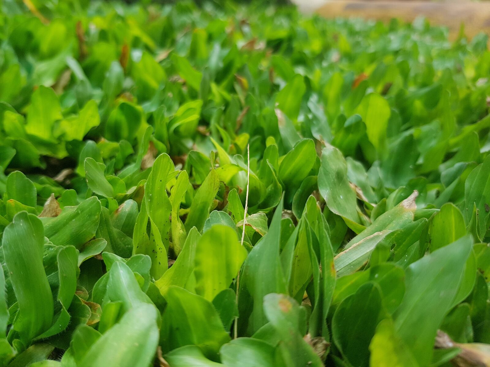 Samsung Galaxy S8 sample photo. Grass, green, nature photography