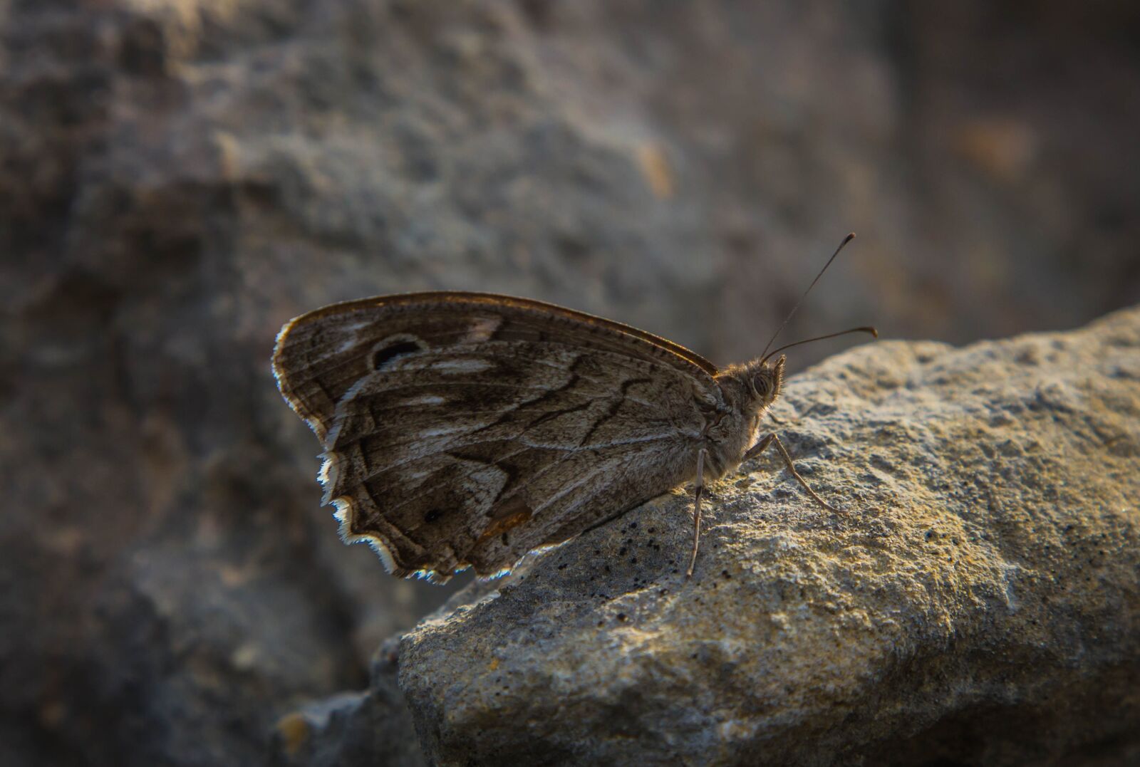 Canon EOS 60D + Canon EF 24-105mm F4L IS USM sample photo. Nature, insect, animalia photography