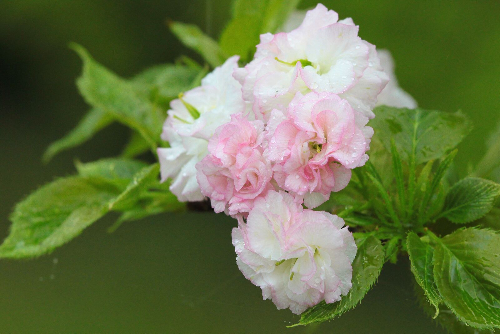 Canon EOS 500D (EOS Rebel T1i / EOS Kiss X3) sample photo. Flower, cherry blossoms, chrysanthemum photography