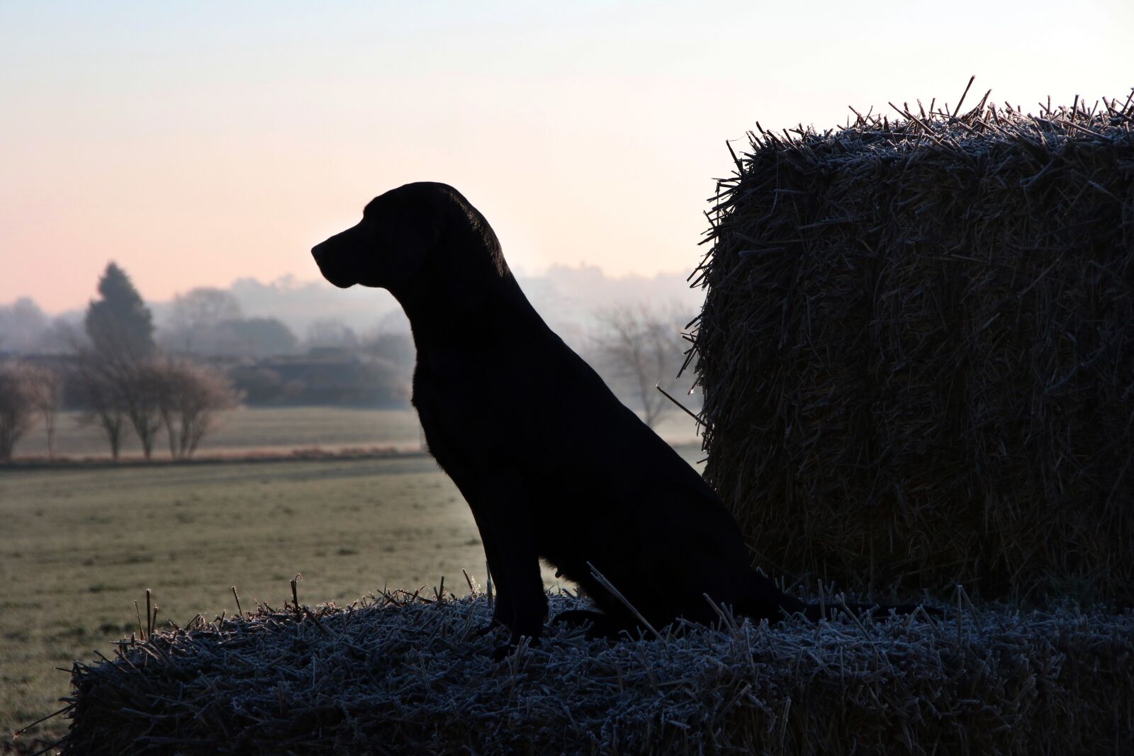 Canon EOS 70D sample photo. Dog, winter, outdoor photography