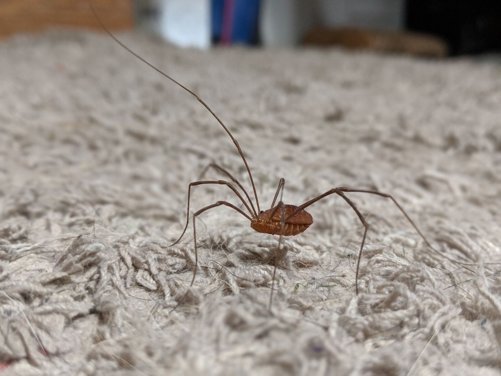 Google Pixel 2 sample photo. Daddy long legs, bug photography