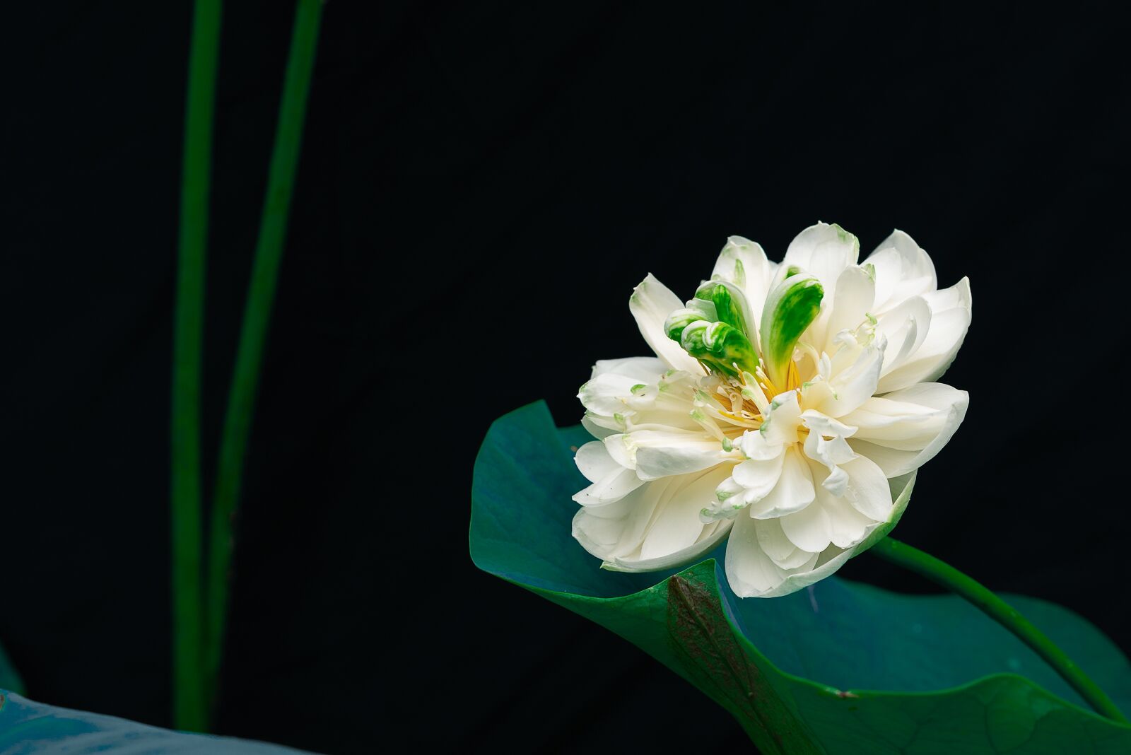 Sony a7R III + Sony FE 90mm F2.8 Macro G OSS sample photo. Lotus, yellow, nature photography