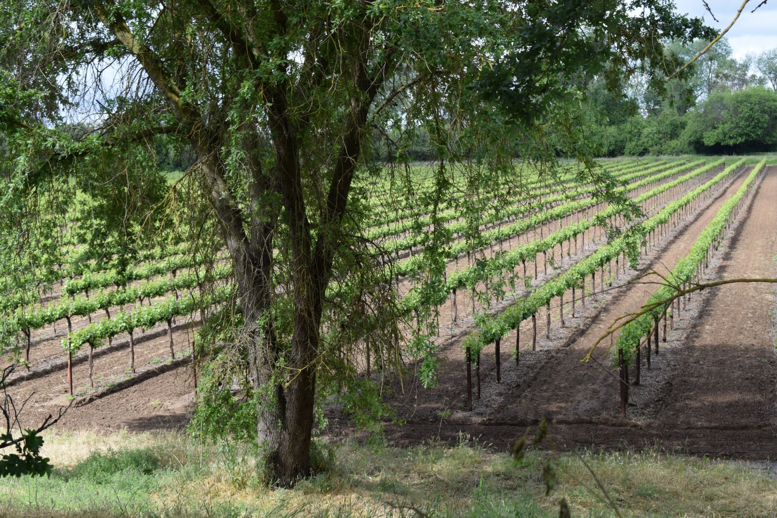 Nikon D5300 sample photo. Vineyards, grapevines, grapes photography