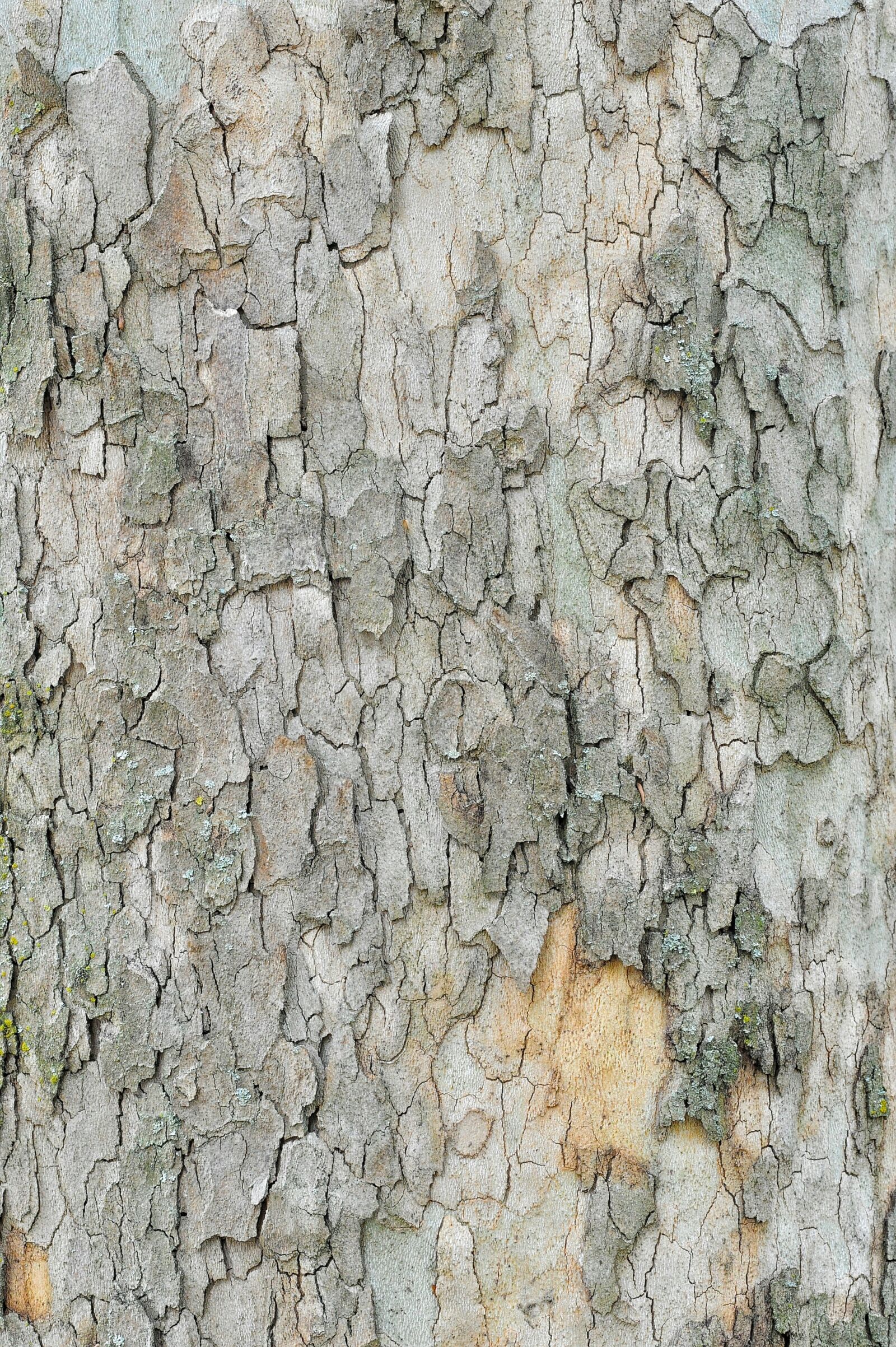 Nikon D700 sample photo. Bark, tree, wood photography