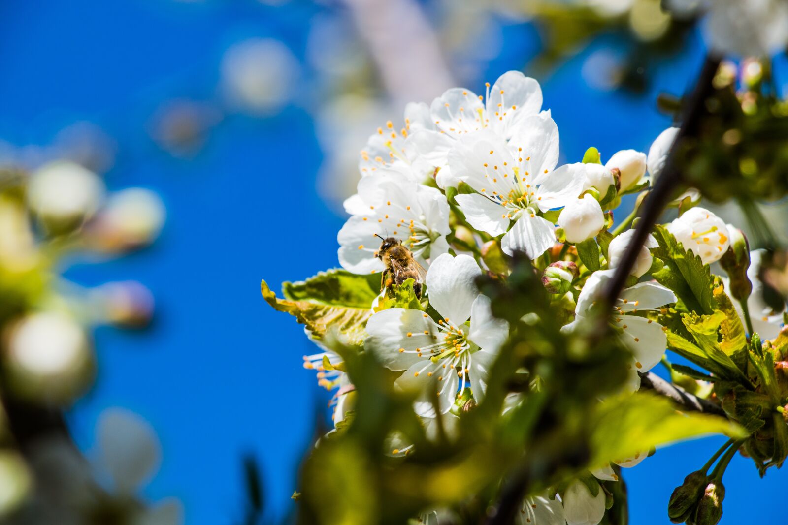 Canon EF-S 18-135mm F3.5-5.6 IS USM sample photo. Flower, white flowers, cherry photography