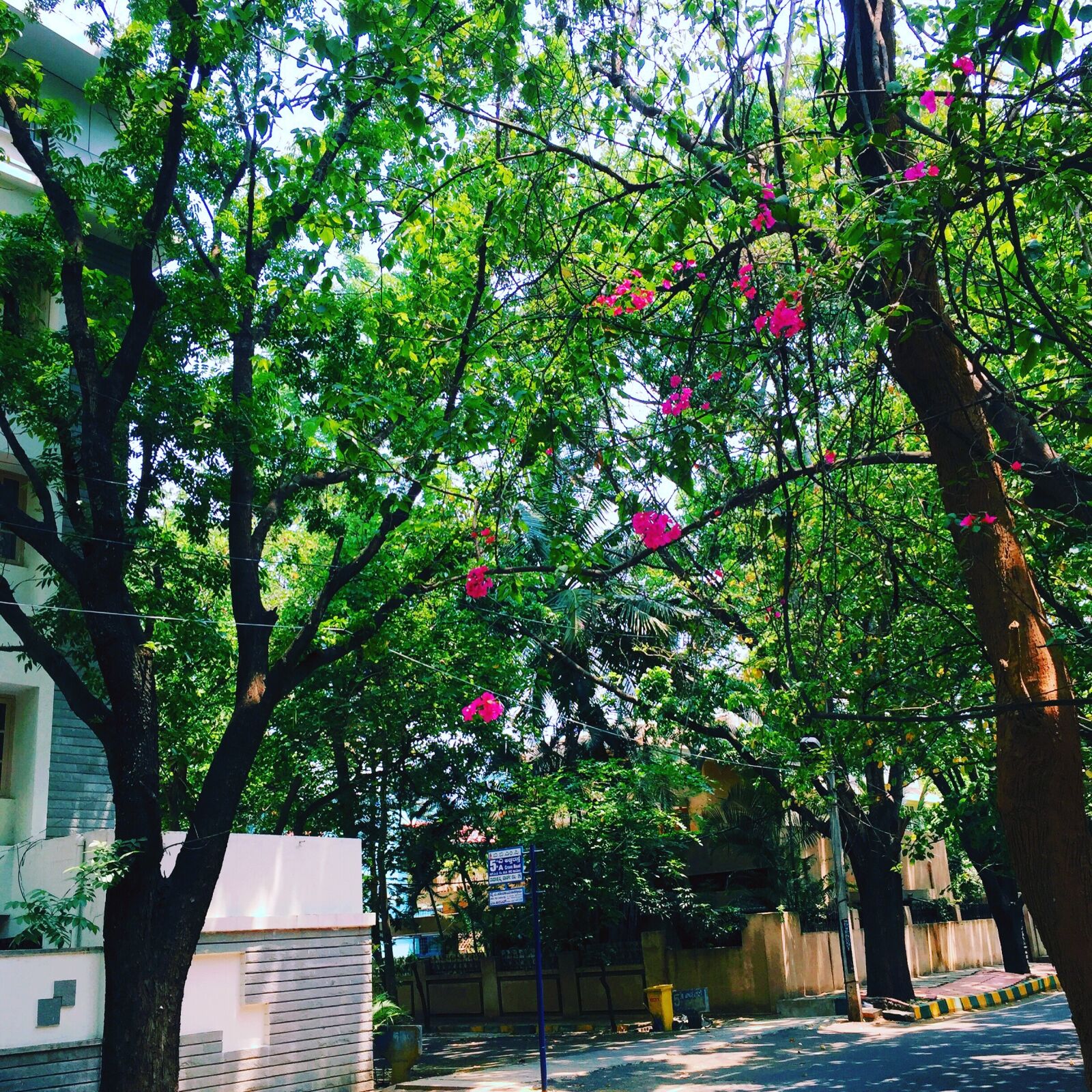 iPhone 6 back camera 4.15mm f/2.2 sample photo. Bangalore, nature photography