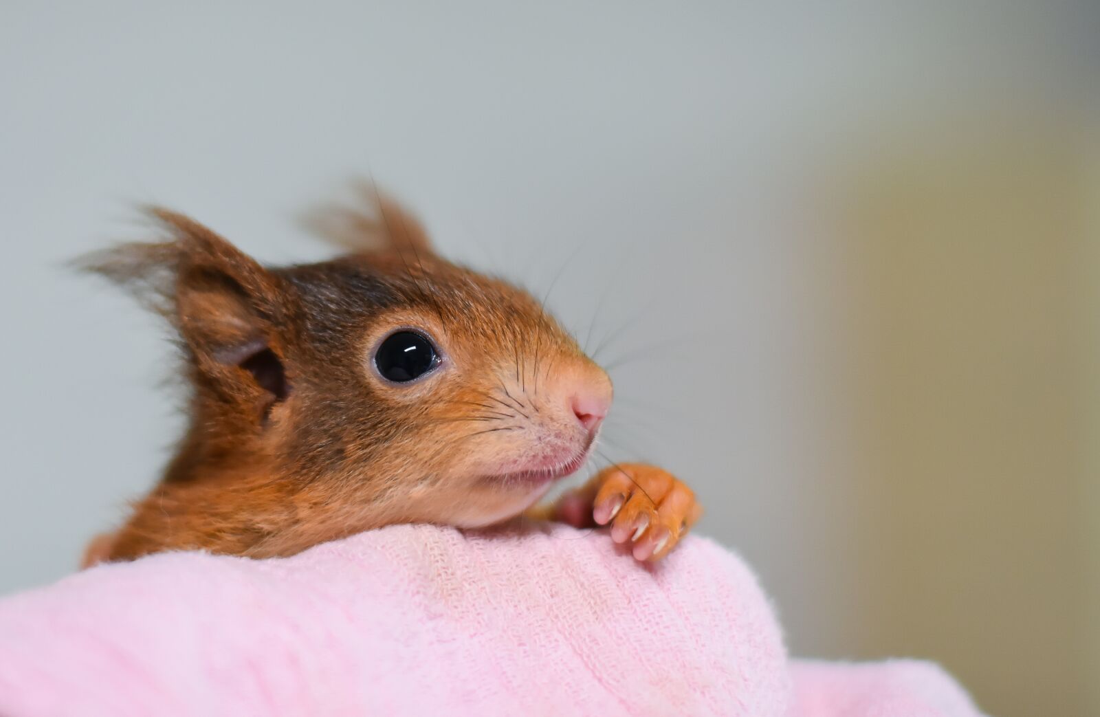 Nikon D7200 sample photo. Squirrel, young animal, small photography