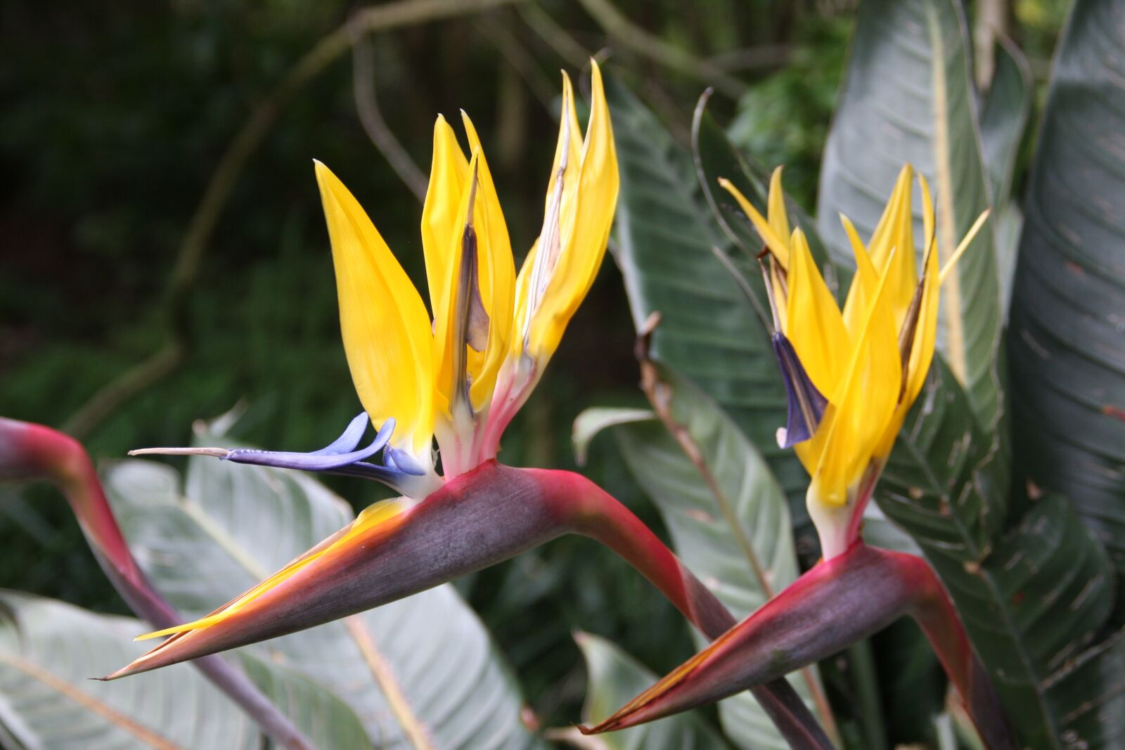 Canon EOS 40D sample photo. Caudata, mandela gold, yellow photography