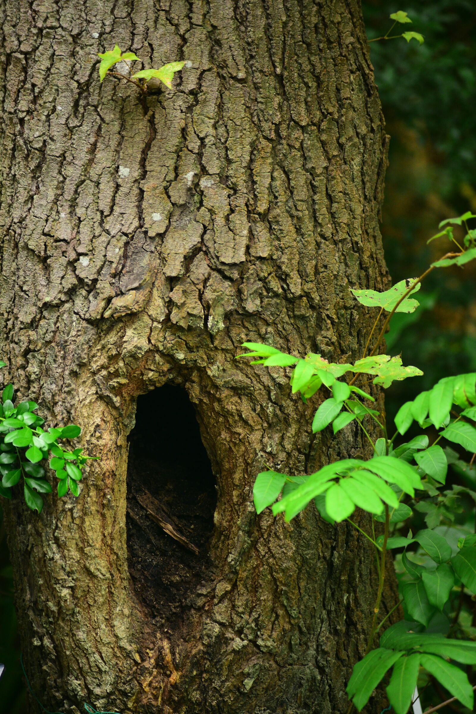 Nikon D750 sample photo. Tree, trees, green leaf photography