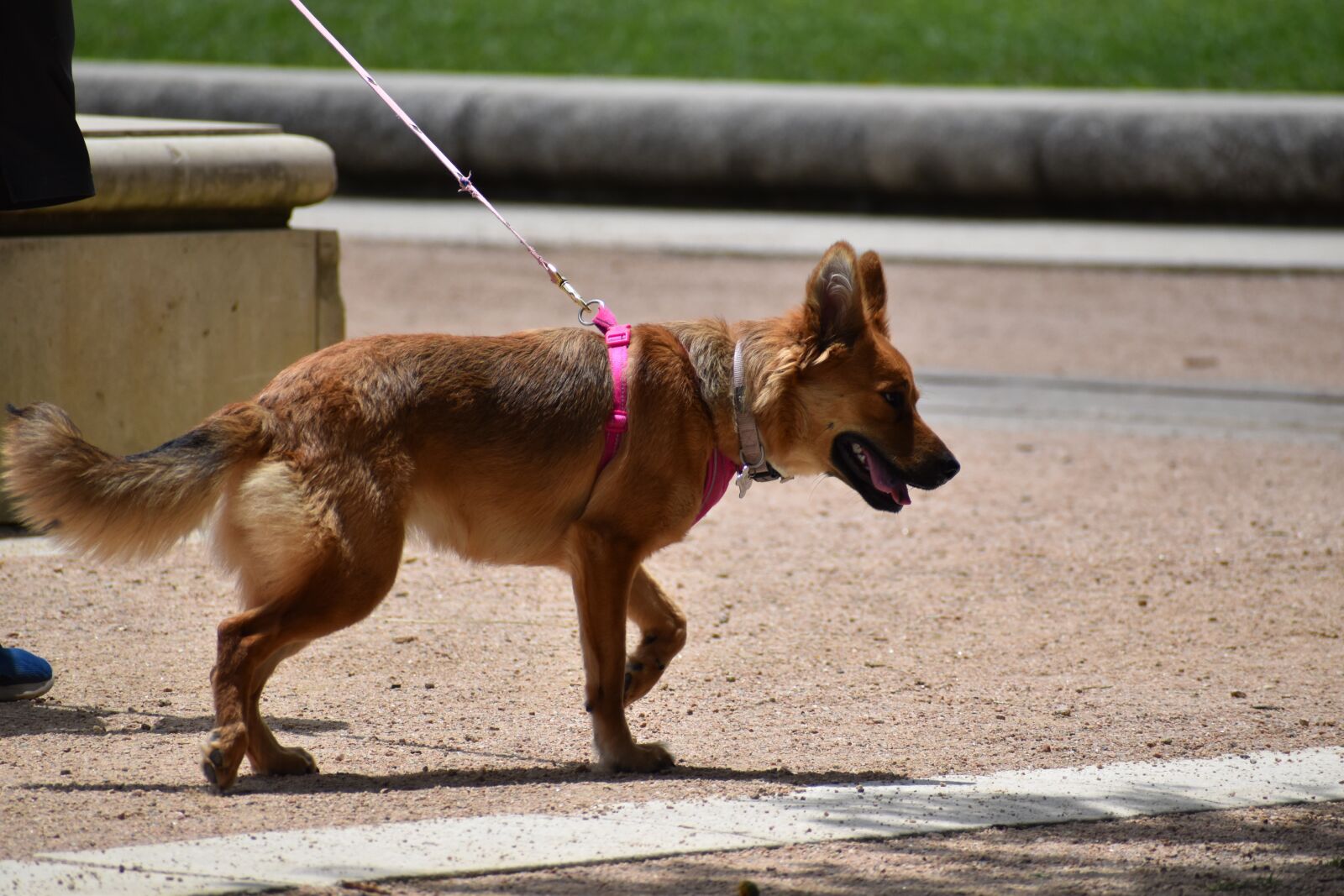 Nikon D3500 sample photo. Dog, dog-walk, training photography